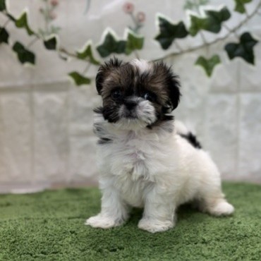 岡山県のチワズー/チワシーズ(チワワ×シーズー) (犬の家＆猫の里倉敷店/2026年6月27日生まれ/女の子/レッドホワイト)の子犬の2枚目の画像