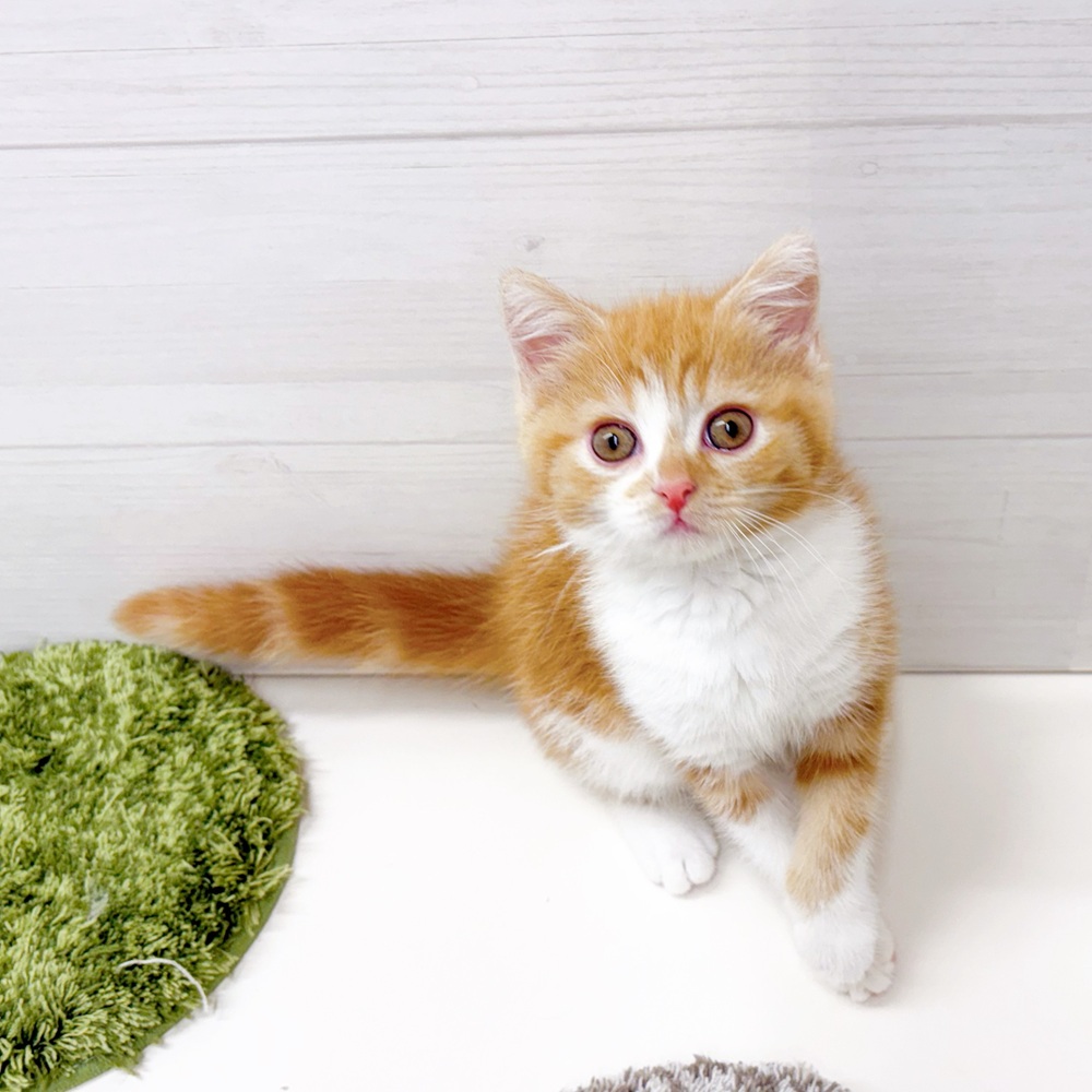 石川県のスコティッシュストレート (犬の家＆猫の里アミーゴ金沢おこばた店/2026年6月28日生まれ/女の子/レッドタビーホワイト)の子猫の2枚目の画像