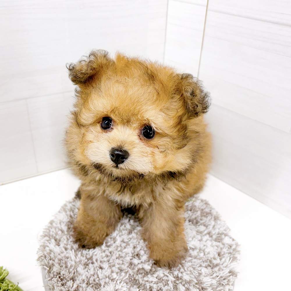 石川県のポメプー(ポメラニアン×プードル) (犬の家＆猫の里アミーゴ金沢おこばた店/2026年6月25日生まれ/女の子/レッド)の子犬の2枚目の画像