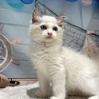 福岡県のラグドール (犬の家＆猫の里トリアス久山店/2026年6月25日生まれ/男の子/ブルーポイントバイカラー)の子猫の2枚目の画像