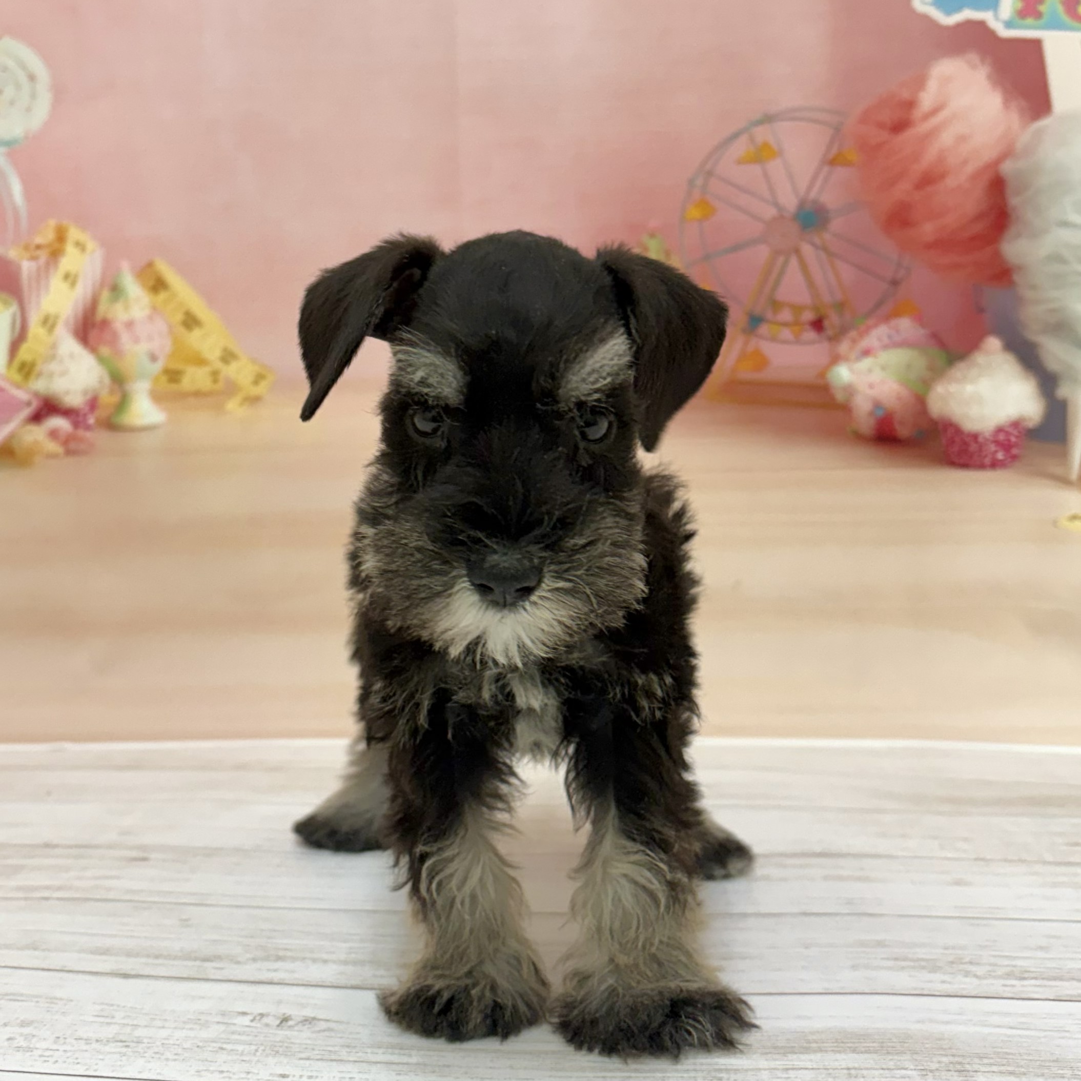 兵庫県のミニチュアシュナウザー (犬の家＆猫の里尼崎店/2026年6月28日生まれ/男の子/ブラックシルバー)の子犬の1枚目の画像