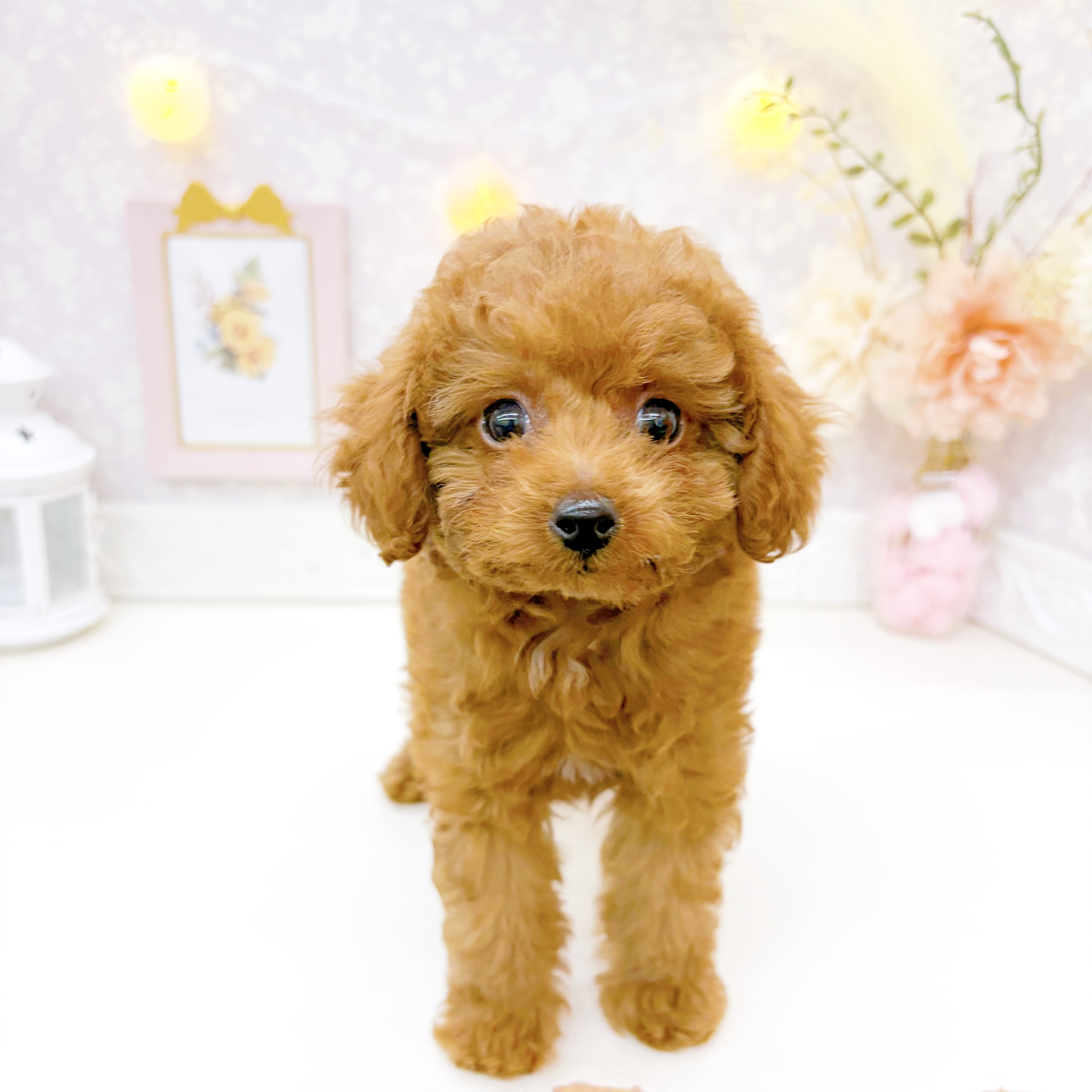 富山県のトイプードル(タイニー) (犬の家＆猫の里富山店/2026年6月26日生まれ/女の子/レッドフォーン)の子犬の1枚目の画像