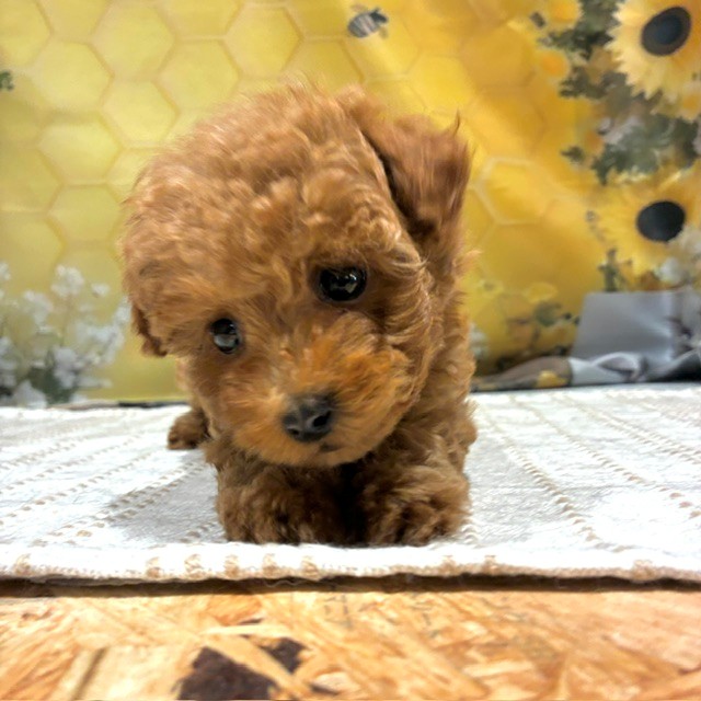 福岡県のトイプードル(トイ) (犬の家＆猫の里トリアス久山店/2026年6月27日生まれ/女の子/レッドフォーン)の子犬の2枚目の画像