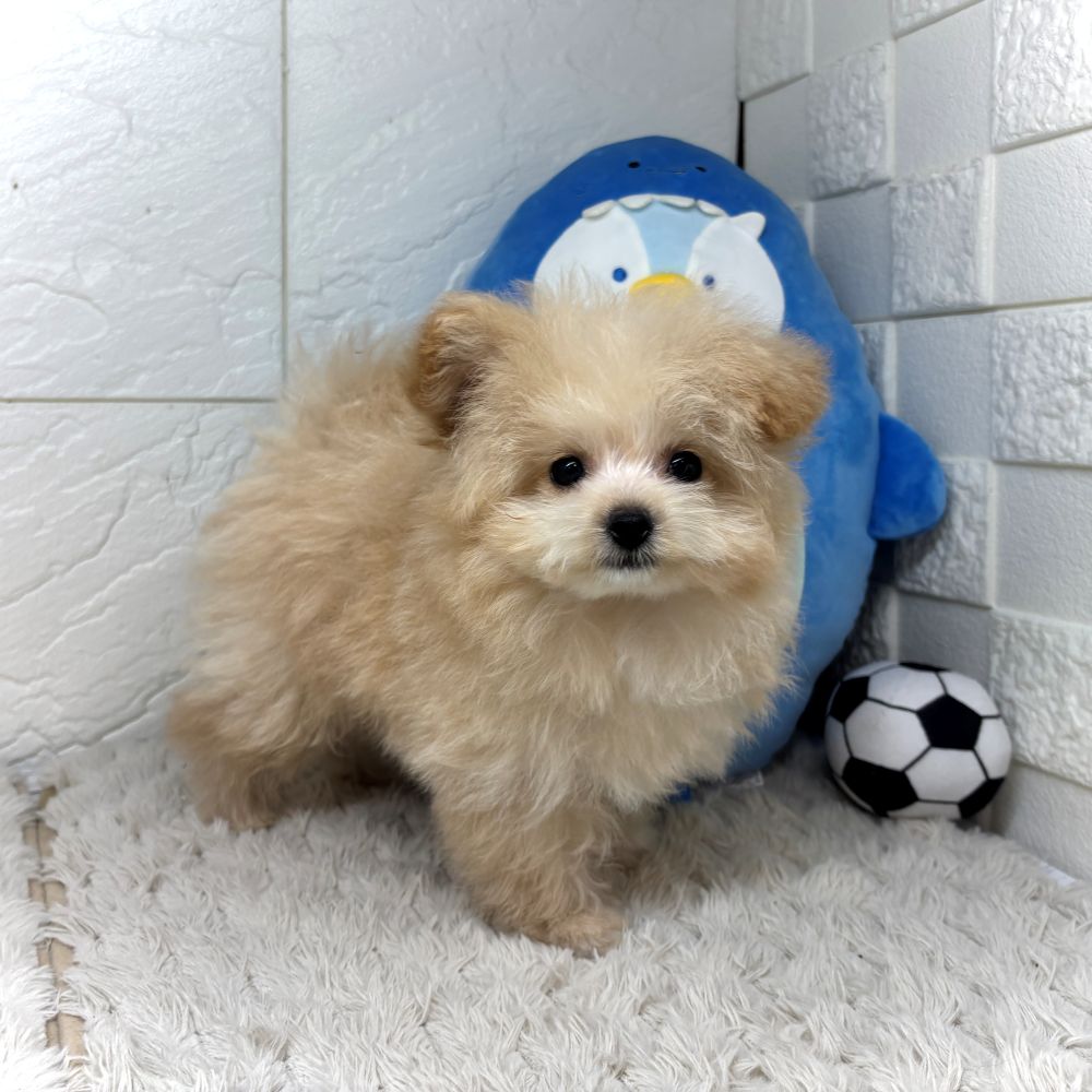兵庫県のポメプー(ポメラニアン×プードル) (犬の家＆猫の里ゆめタウン姫路店/2026年6月27日生まれ/女の子/クリーム)の子犬の2枚目の画像