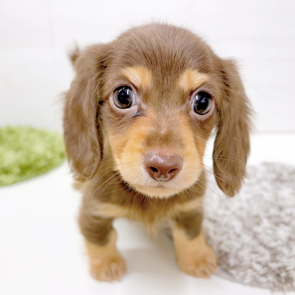 石川県のカニンヘンダックスフンド(ロング) (犬の家＆猫の里アミーゴ金沢おこばた店/2026年6月27日生まれ/男の子/チョコレートタン)の子犬の2枚目の画像