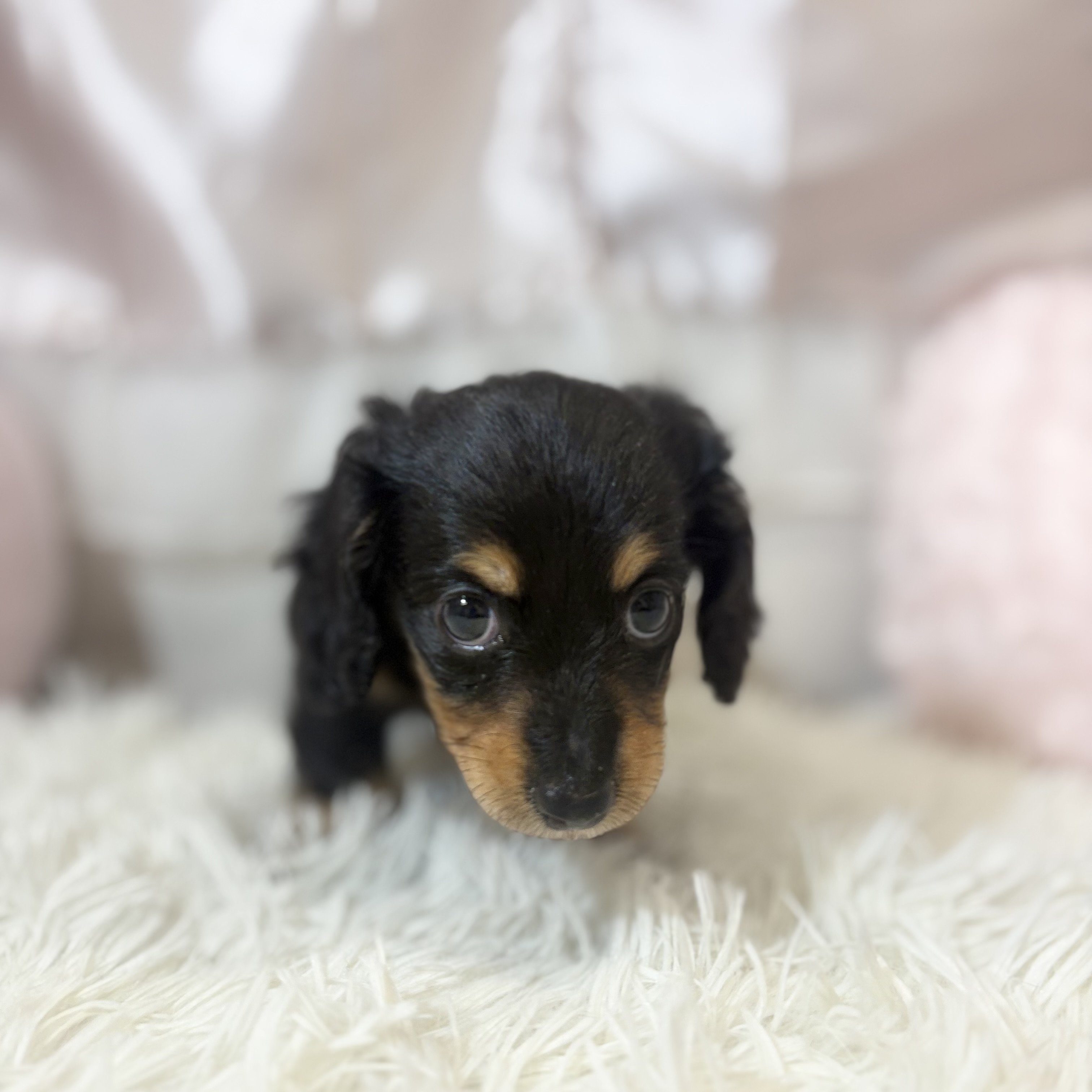 兵庫県のカニンヘンダックスフンド(ロング) (犬の家＆猫の里カナート西神戸店/2026年6月27日生まれ/女の子/ブラックタン)の子犬の1枚目の画像