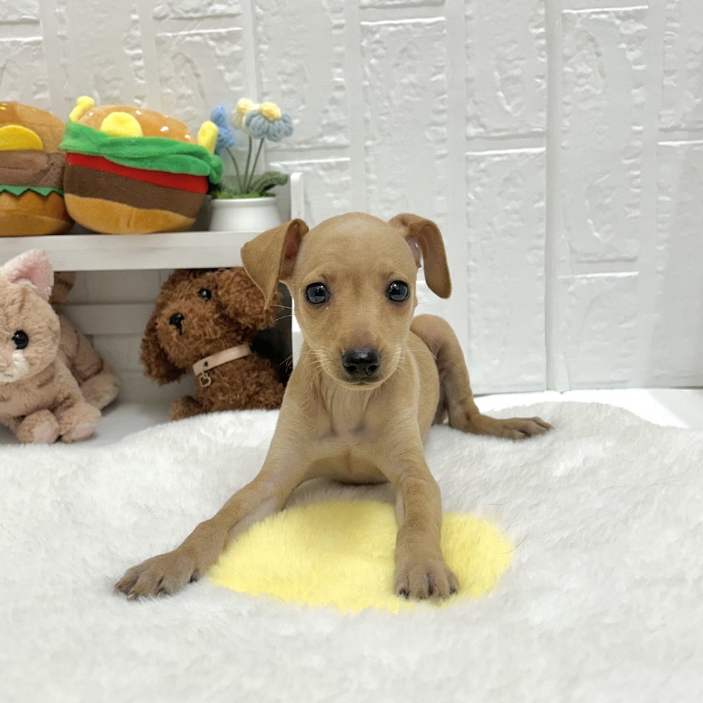 愛知県のミニチュアピンシャー (犬の家＆猫の里豊川インター店/2026年6月28日生まれ/女の子/レッド)の子犬の1枚目の画像