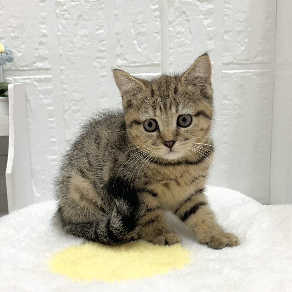 愛知県のブリティッシュショートヘアー (犬の家＆猫の里豊川インター店/2026年6月23日生まれ/女の子/ブラウンマッカレルタビー)の子猫の1枚目の画像