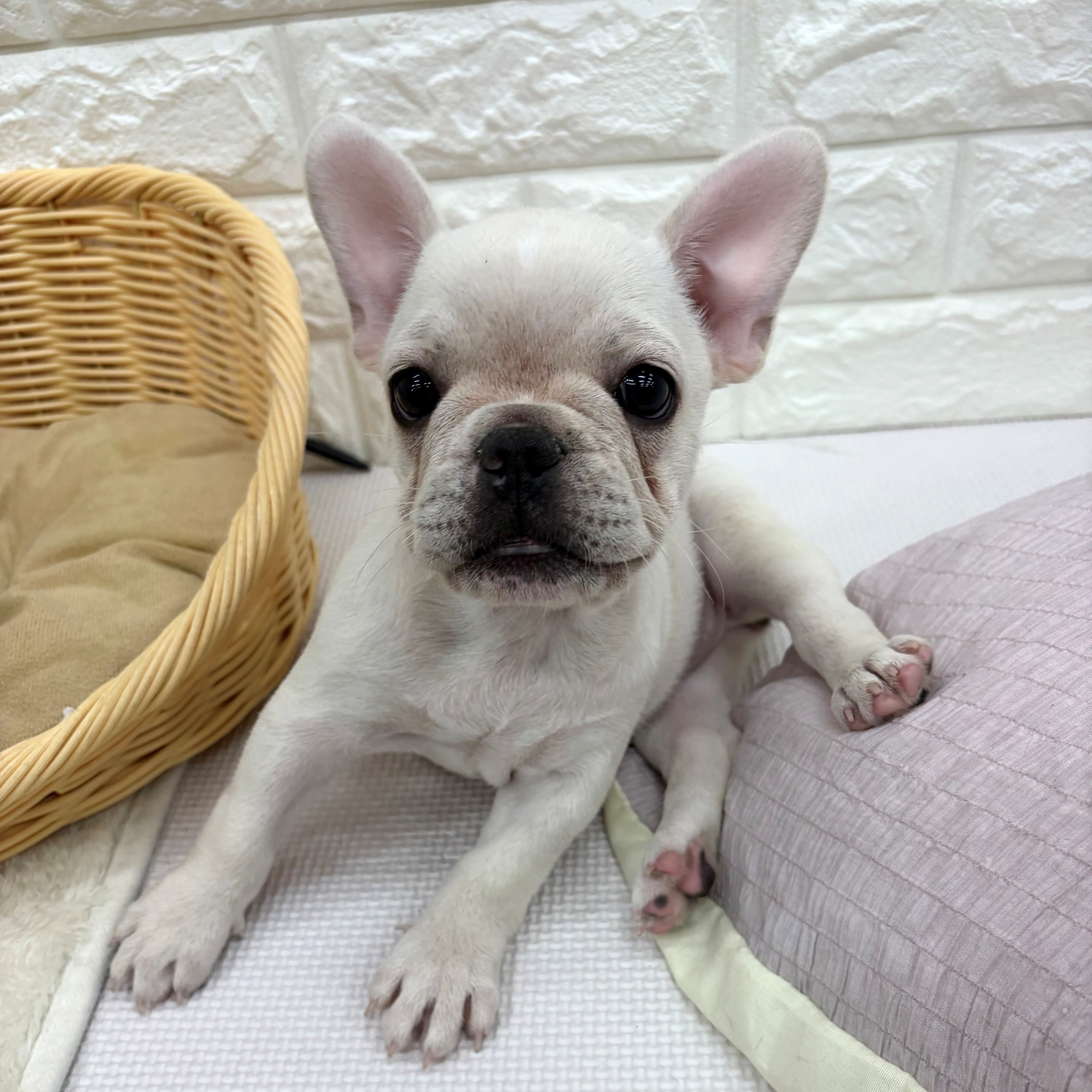 愛知県のフレンチブルドッグ (犬の家＆猫の里MEGAドン・キホーテ東海名和店/2026年6月22日生まれ/女の子/クリーム)の子犬の2枚目の画像