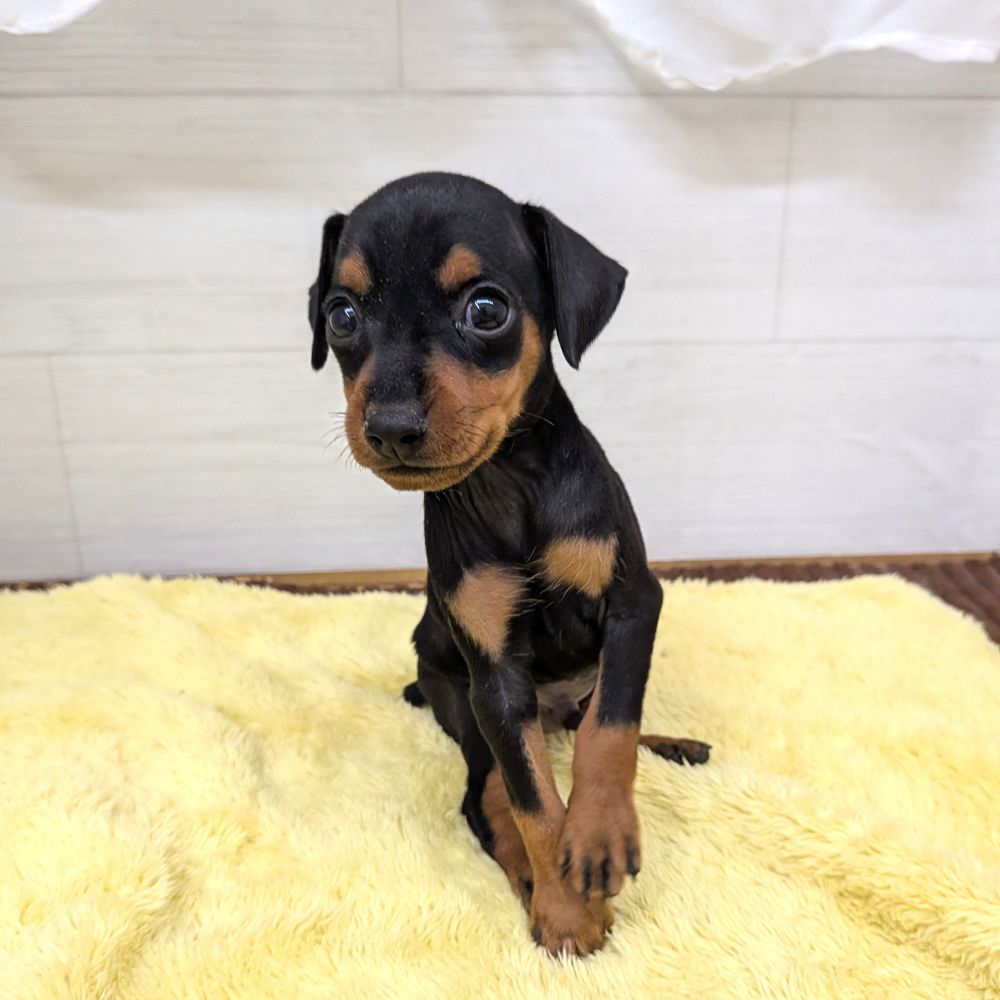 愛知県のミニチュアピンシャー (犬の家＆猫の里碧南店/2026年6月28日生まれ/男の子/ブラックタン)の子犬の2枚目の画像