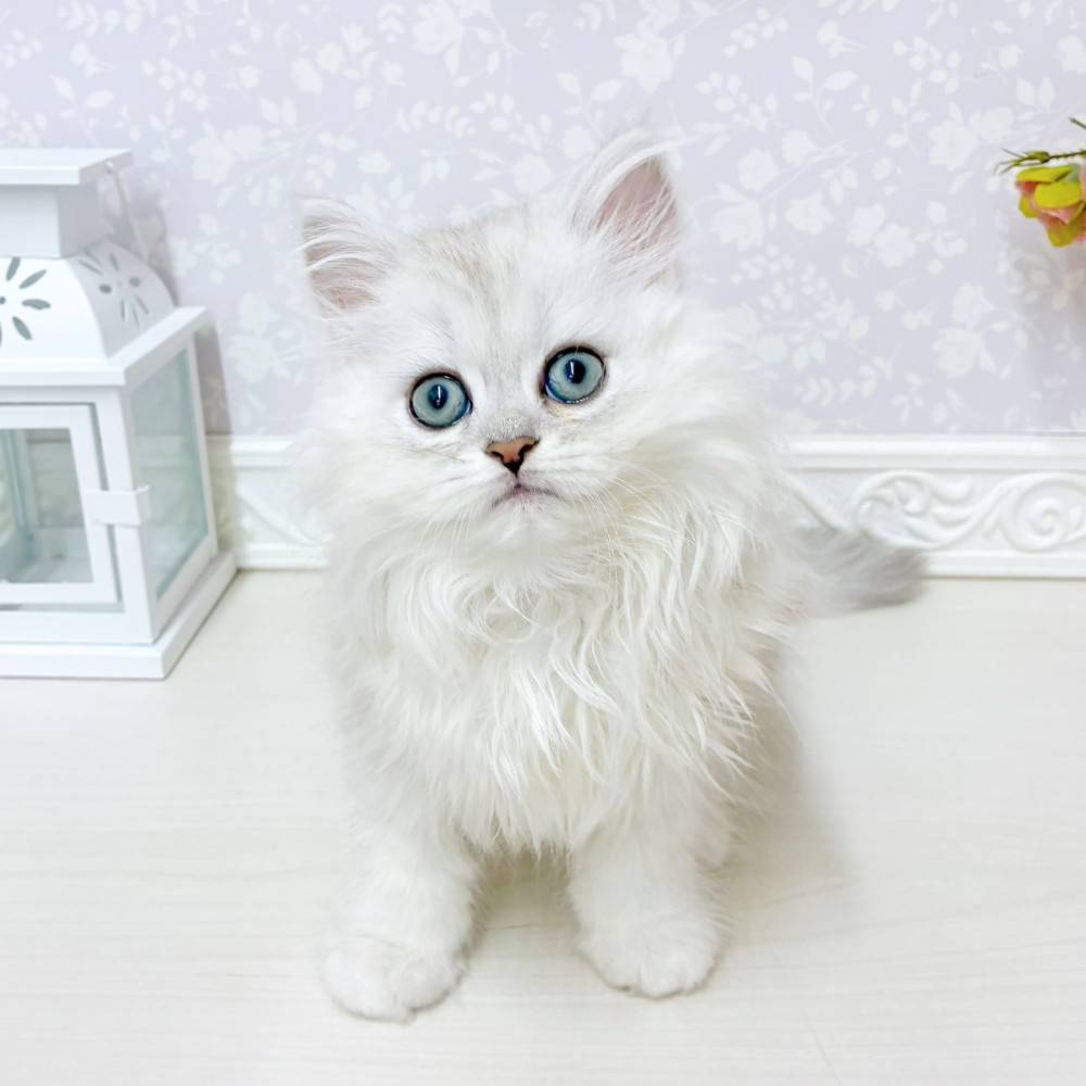 富山県のペルシャ (犬の家＆猫の里アミーゴ山室店/2026年6月27日生まれ/男の子/チンチラシルバー)の子猫の2枚目の画像