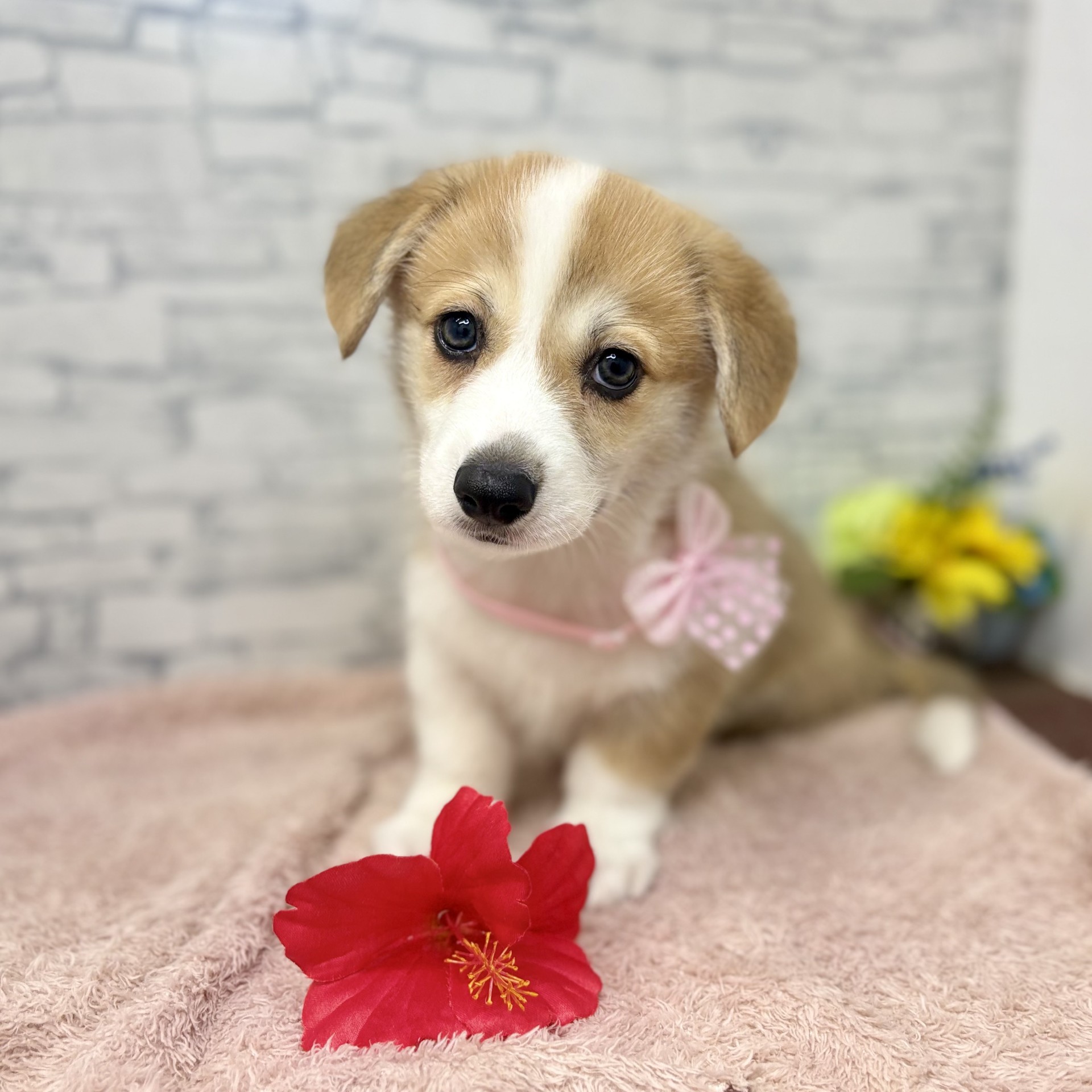 長野県のウェルシュコーギーペンブローク (犬の家＆猫の里長野店/2026年6月28日生まれ/男の子/セーブルホワイト)の子犬の2枚目の画像
