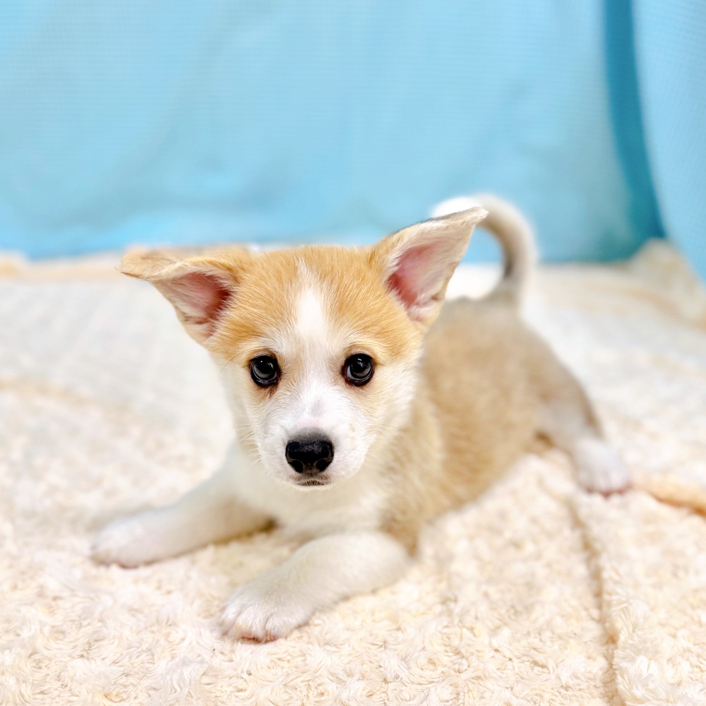 愛知県のウェルシュコーギーペンブローク (犬の家＆猫の里一宮店/2026年6月28日生まれ/男の子/セーブルホワイト)の子犬の2枚目の画像