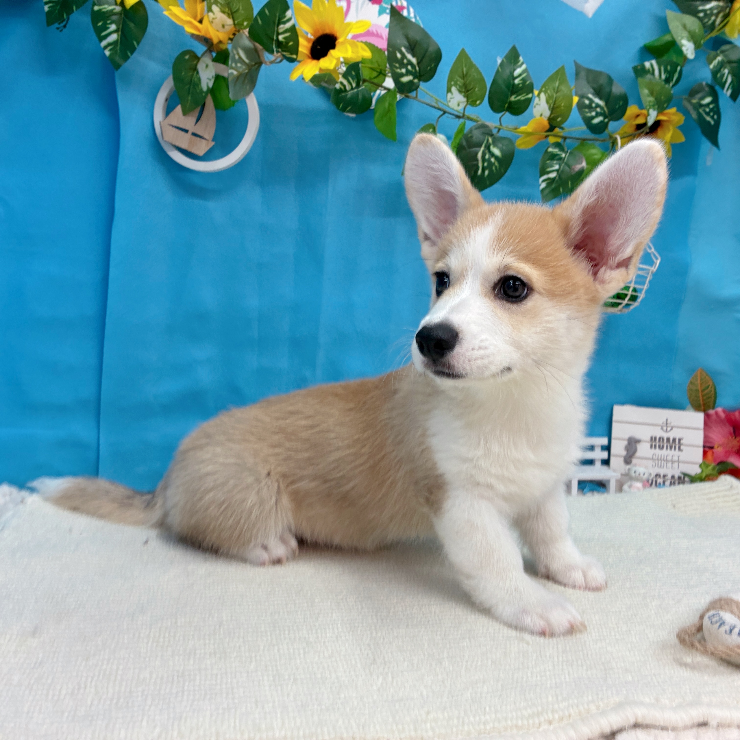 岐阜県のウェルシュコーギーペンブローク (犬の家＆猫の里岐南店/2026年6月28日生まれ/男の子/セーブルホワイト)の子犬の2枚目の画像