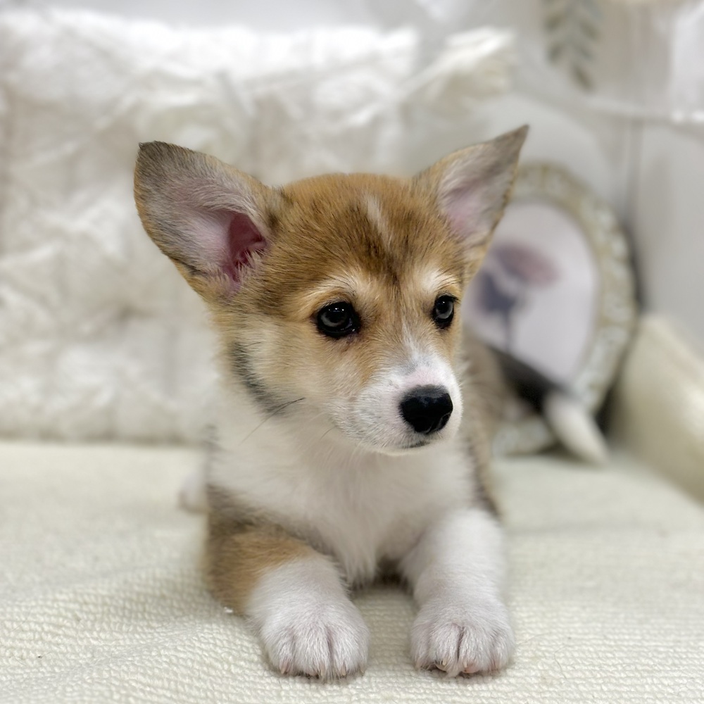 岐阜県のウェルシュコーギーペンブローク (犬の家＆猫の里カラフルタウン岐阜店/2026年6月28日生まれ/女の子/セーブルホワイト)の子犬の2枚目の画像