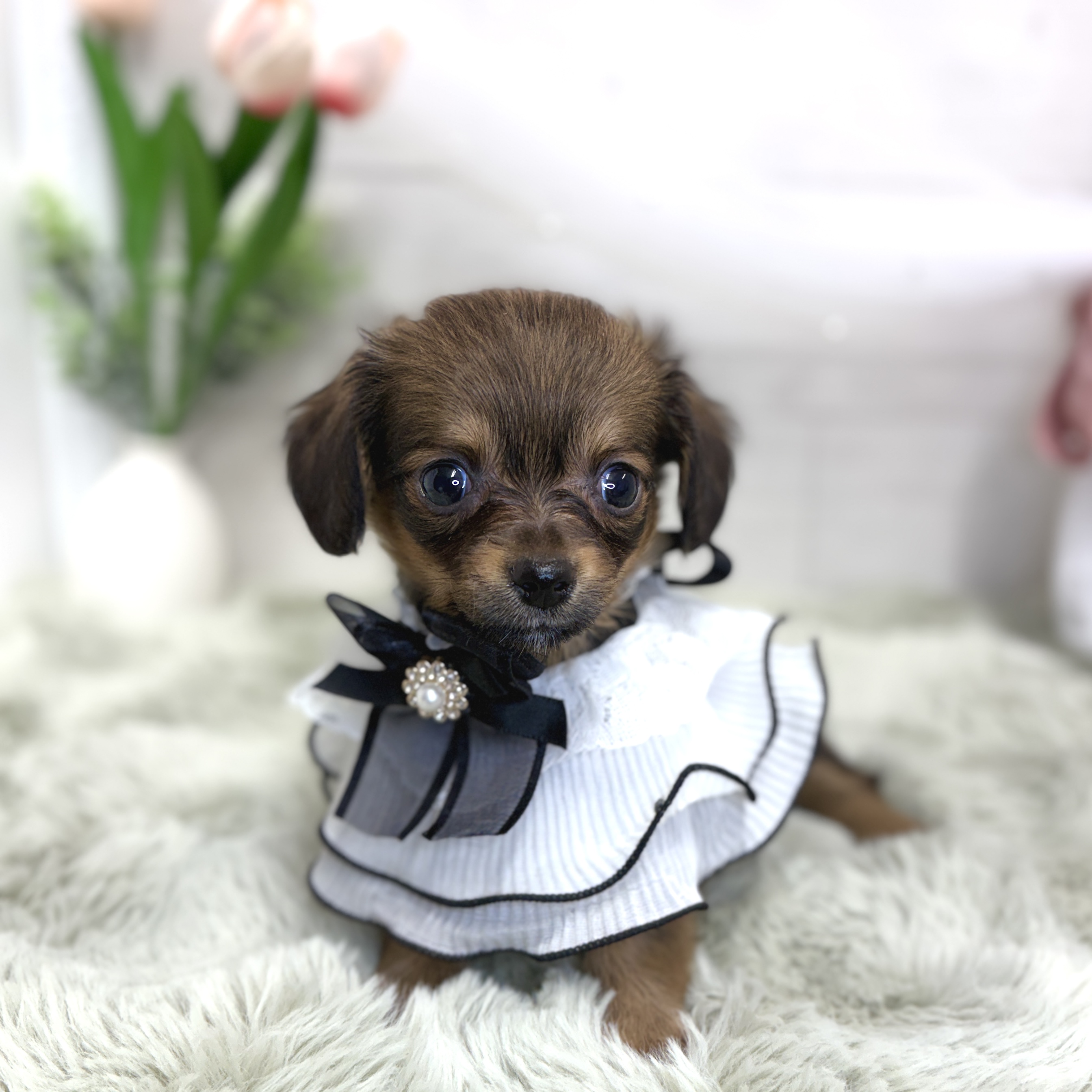 神奈川県のチワックス(チワワ×ダックス) (犬の家＆猫の里相模原店/2026年6月29日生まれ/女の子/レッド)の子犬の2枚目の画像