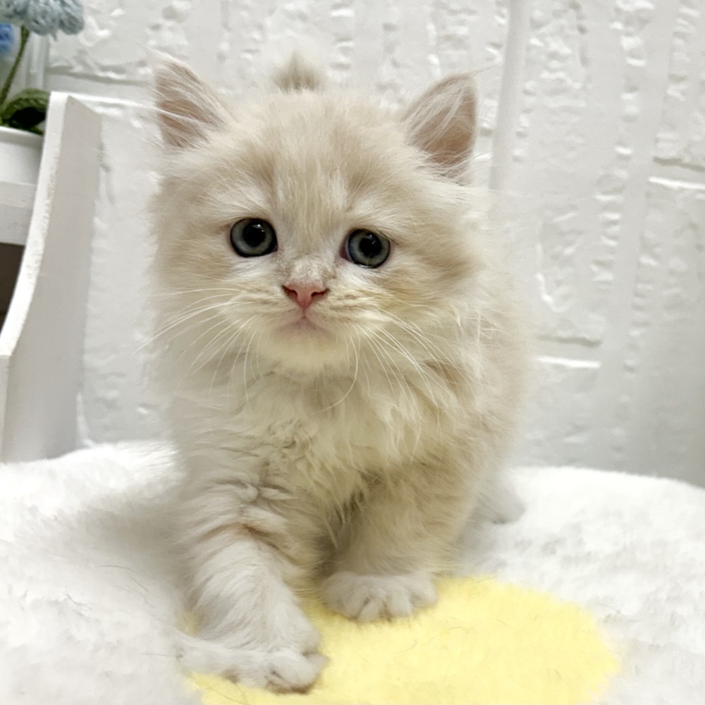 愛知県のミヌエット (犬の家＆猫の里豊川インター店/2026年6月29日生まれ/男の子/クリームタビーホワイト)の子猫の2枚目の画像
