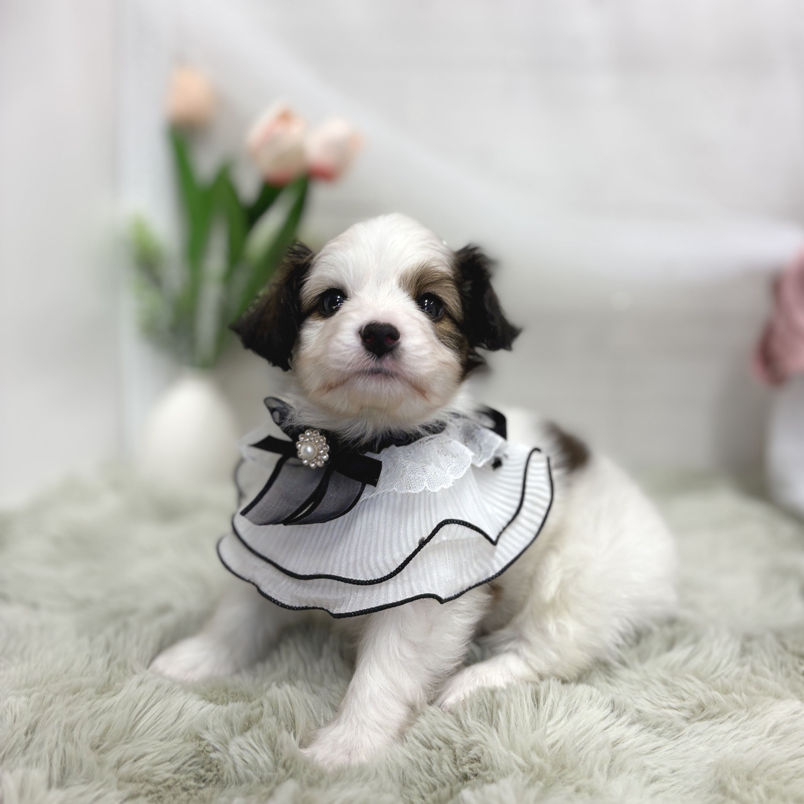神奈川県のパピヨン (犬の家＆猫の里相模原店/2026年6月29日生まれ/男の子/ホワイトブラウン)の子犬の2枚目の画像