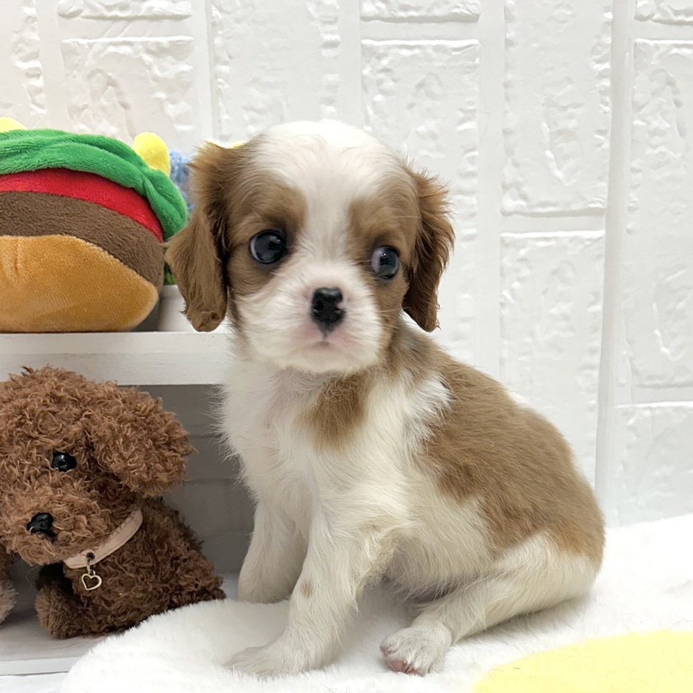 愛知県のキャバリアキングチャールズスパニエル (犬の家＆猫の里豊川インター店/2026年6月26日生まれ/女の子/ブレンハイム)の子犬の2枚目の画像