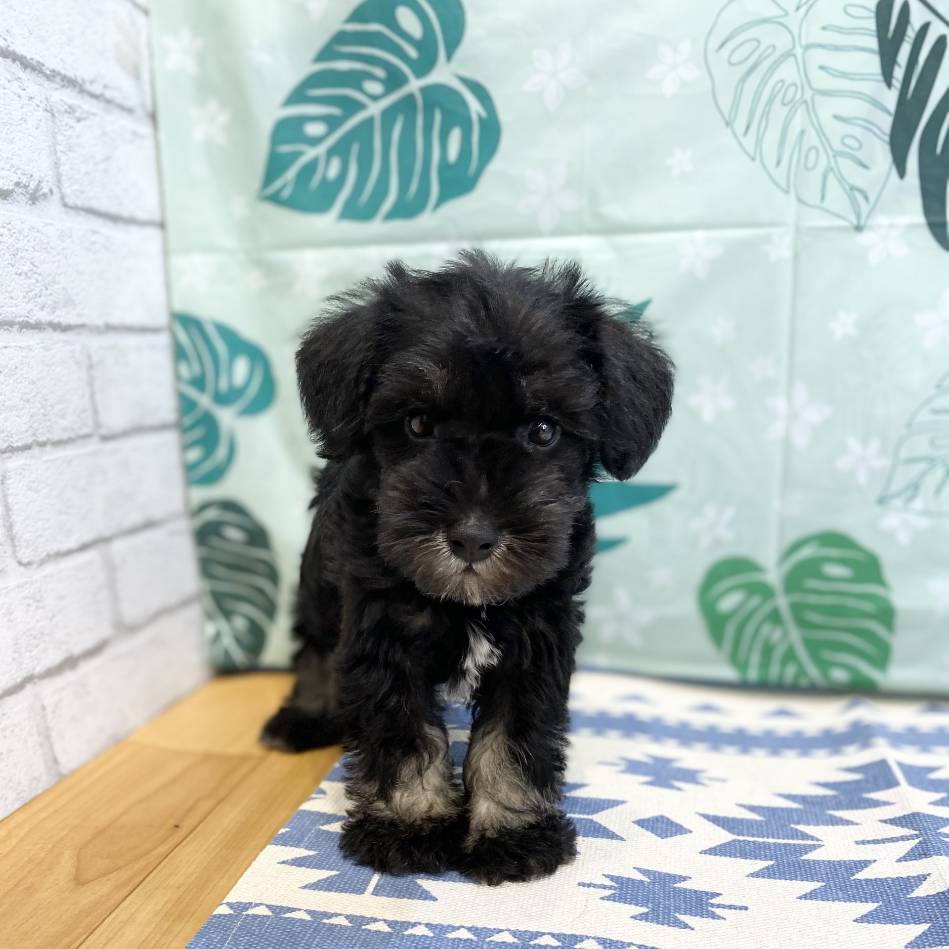 長野県のミニチュアシュナウザー (犬の家＆猫の里カインズ梓川店/2026年6月30日生まれ/男の子/ブラックシルバー)の子犬の1枚目の画像