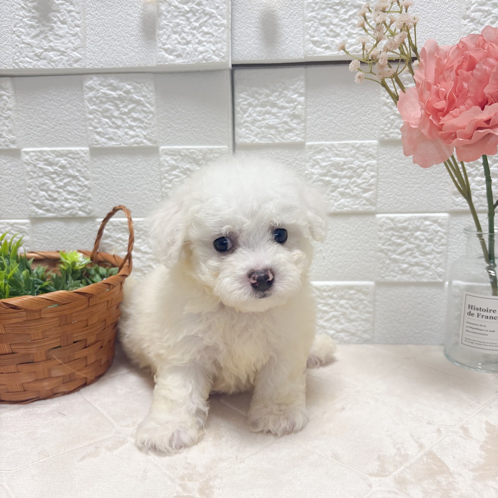 東京都のビションフリーゼ (犬の家＆猫の里ペットフォレスト小平店/2026年6月30日生まれ/女の子/ホワイト)の子犬の2枚目の画像