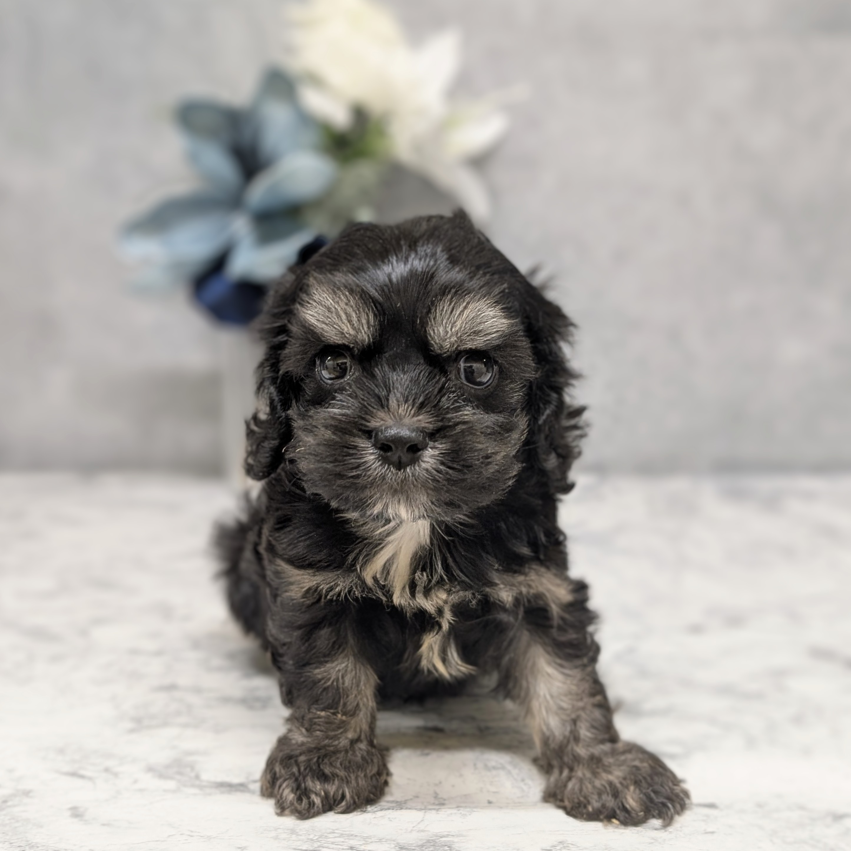 愛知県のハーフ犬・ミックス犬 (犬の家＆猫の里安城店/2026年6月29日生まれ/男の子/ブラックタンホワイト)の子犬の1枚目の画像