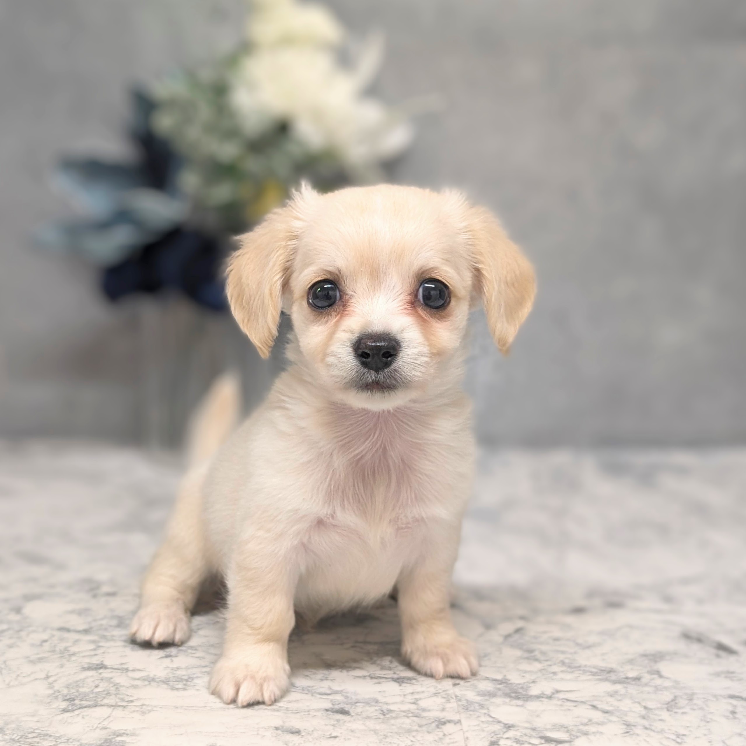 愛知県のチワックス(チワワ×ダックス) (犬の家＆猫の里安城店/2026年6月29日生まれ/男の子/クリーム)の子犬の2枚目の画像