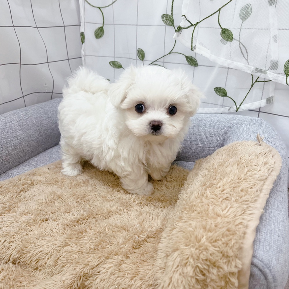 長野県のマルチーズ (犬の家＆猫の里塩尻店/2026年6月30日生まれ/男の子/ホワイト)の子犬の2枚目の画像
