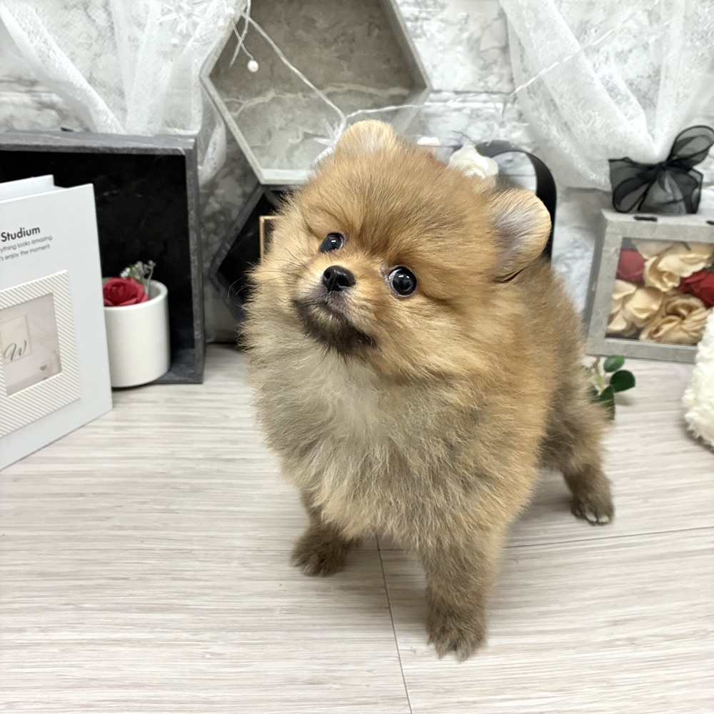 千葉県のポメラニアン (犬の家＆猫の里ワンズモール稲毛店/2026年6月28日生まれ/女の子/オレンジ)の子犬の2枚目の画像