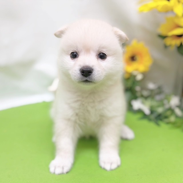 静岡県のハーフ犬・ミックス犬 (犬の家＆猫の里藤枝店/2026年6月30日生まれ/女の子/ホワイト)の子犬の1枚目の画像