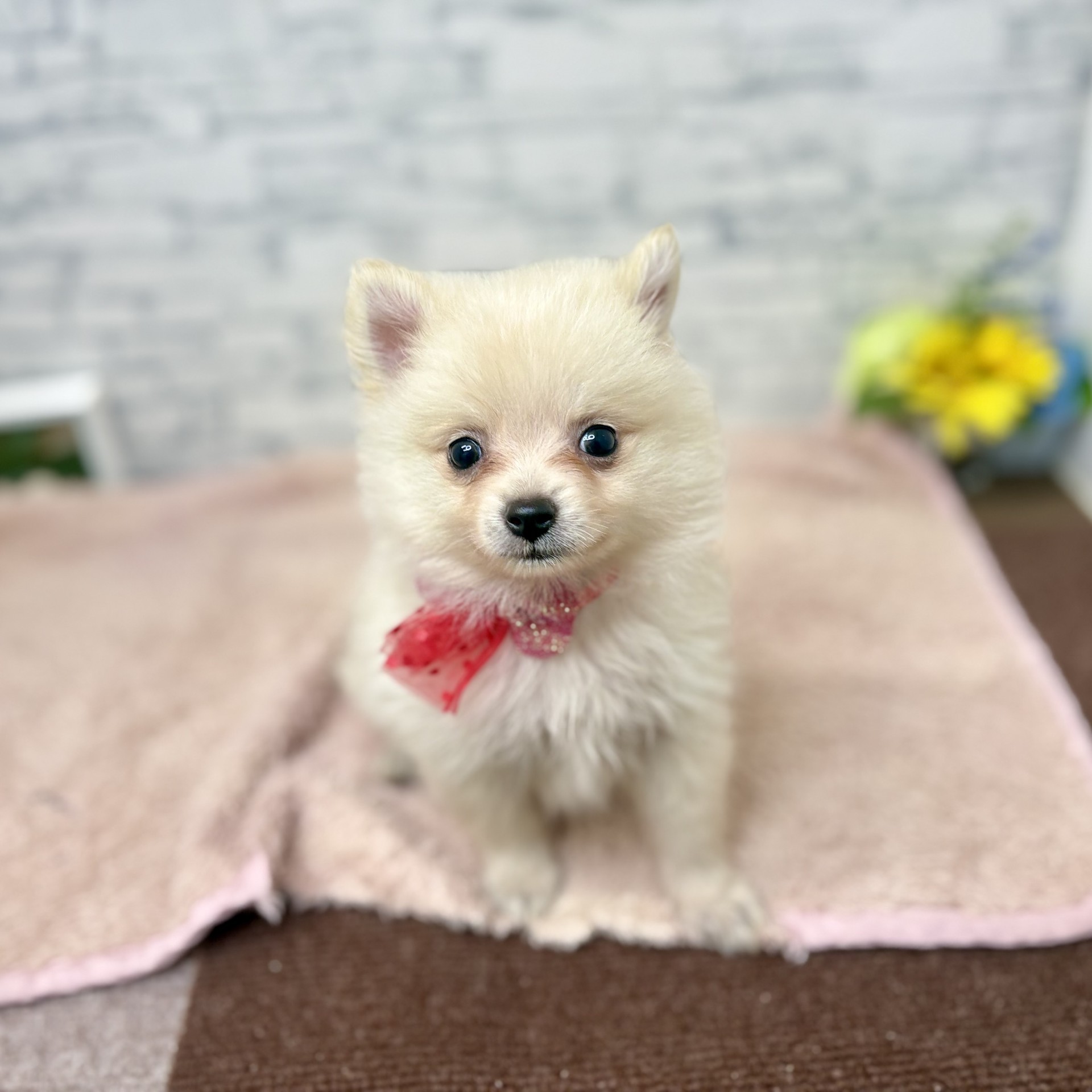長野県のポメラニアン (犬の家＆猫の里長野店/2026年6月28日生まれ/女の子/クリーム)の子犬の2枚目の画像