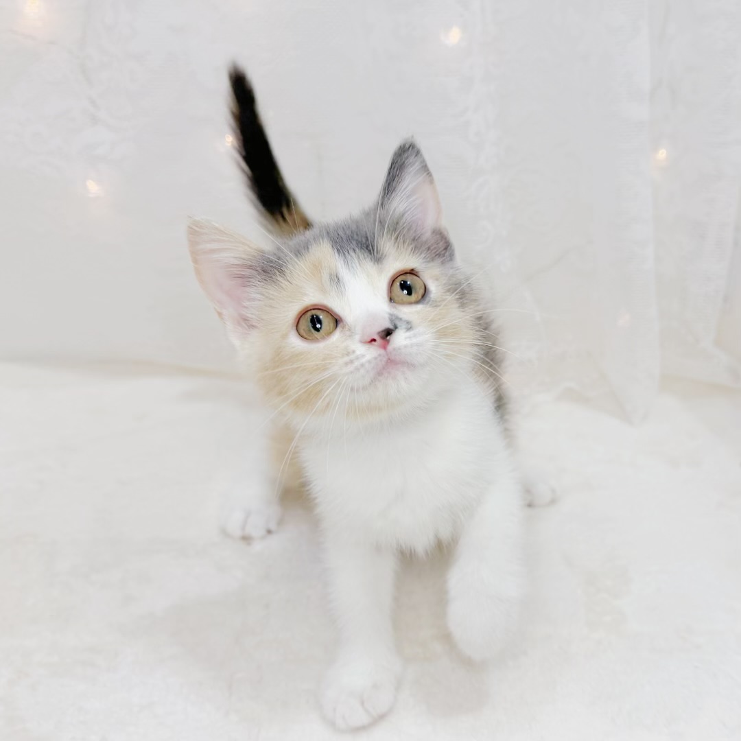 千葉県のスコティッシュストレート (犬の家＆猫の里BIGHOPガーデンモール印西店/2026年6月28日生まれ/女の子/ダイリュートキャリコ)の子猫の2枚目の画像