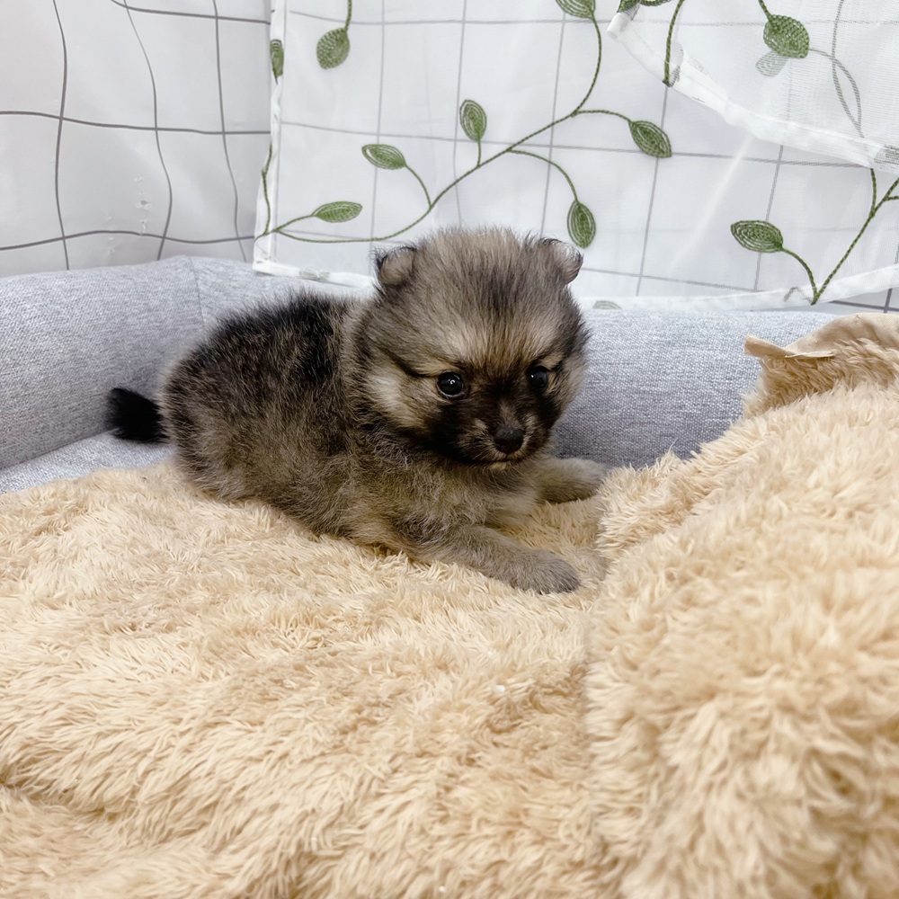 長野県のポメチワ/チワポメ/ポメチー(ポメラニアン×チワワ) (犬の家＆猫の里塩尻店/2026年6月30日生まれ/男の子/オレンジ)の子犬の2枚目の画像