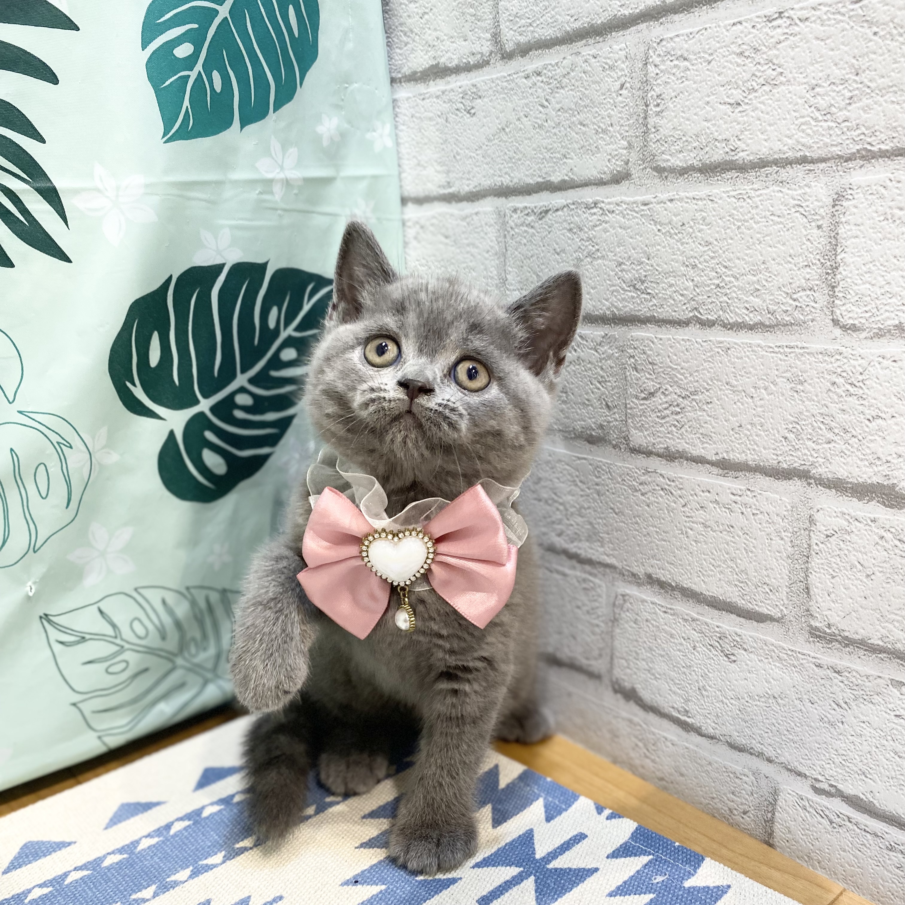 長野県のブリティッシュショートヘアー (犬の家＆猫の里カインズ梓川店/2026年6月25日生まれ/女の子/ブルー)の子猫の1枚目の画像