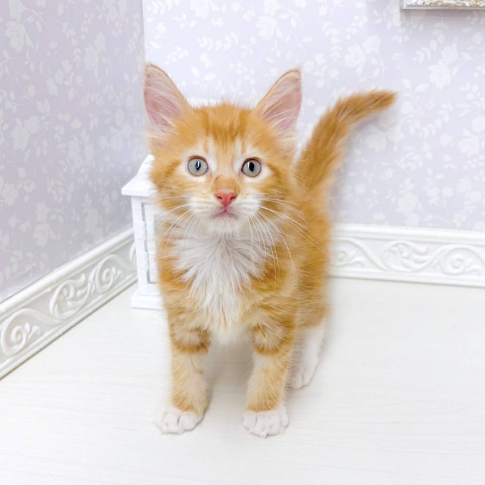 富山県のメインクーン (犬の家＆猫の里アミーゴ山室店/2026年6月28日生まれ/男の子/レッドタビーホワイト)の子猫の1枚目の画像