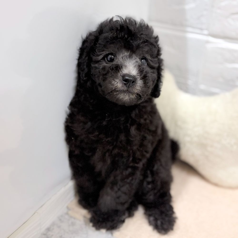 愛知県のトイプードル(トイ) (犬の家＆猫の里豊田店/2026年6月28日生まれ/男の子/シルバー)の子犬の2枚目の画像