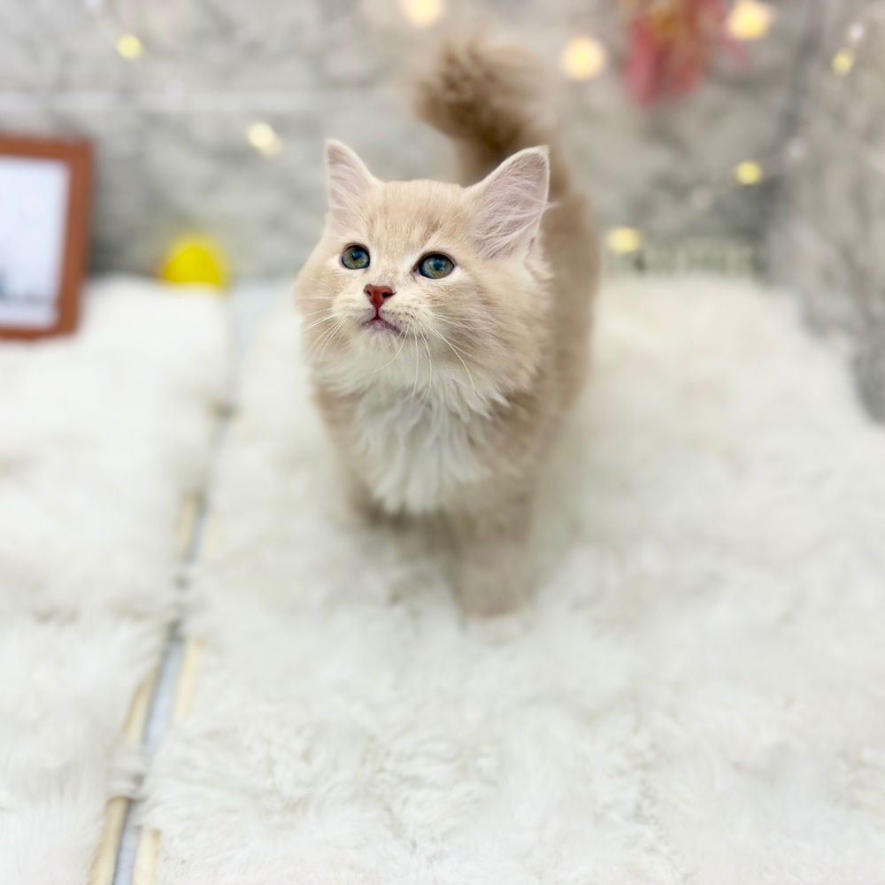 静岡県のサイベリアン (犬の家＆猫の里MEGAドン・キホーテ袋井店/2026年6月28日生まれ/男の子/クリームタビー)の子猫の2枚目の画像