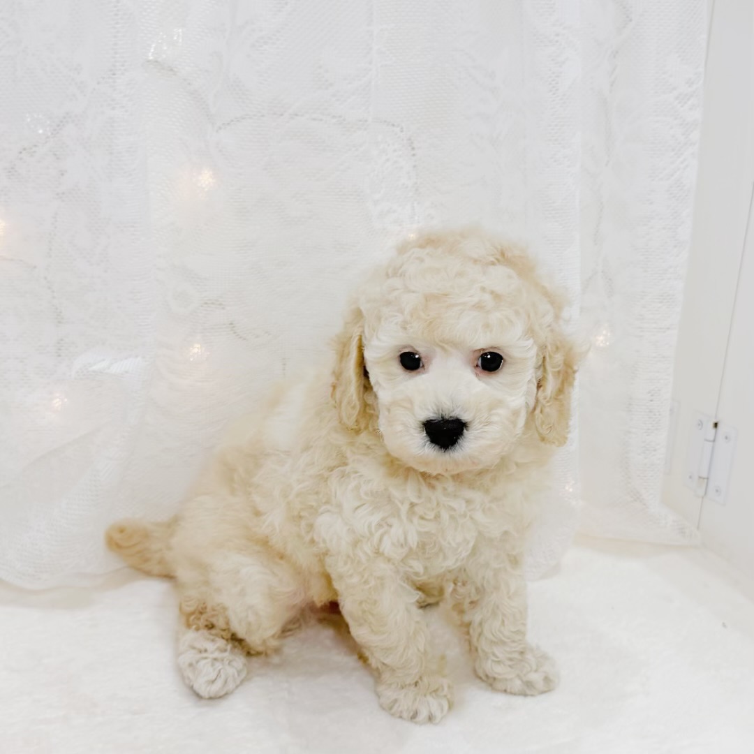 千葉県のトイプードル(トイ) (犬の家＆猫の里BIGHOPガーデンモール印西店/2026年6月29日生まれ/男の子/クリーム)の子犬の2枚目の画像