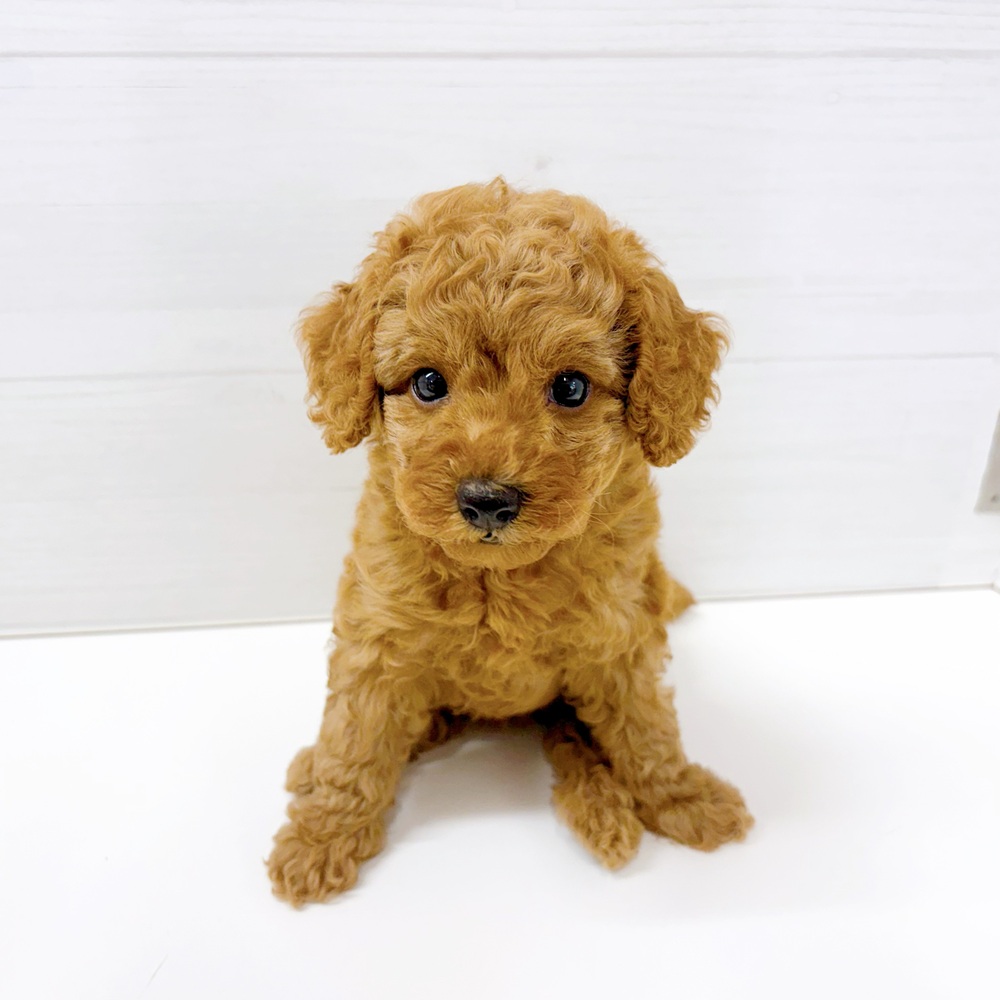 石川県のトイプードル(トイ) (犬の家＆猫の里アミーゴ金沢おこばた店/2026年6月30日生まれ/女の子/レッド)の子犬の2枚目の画像