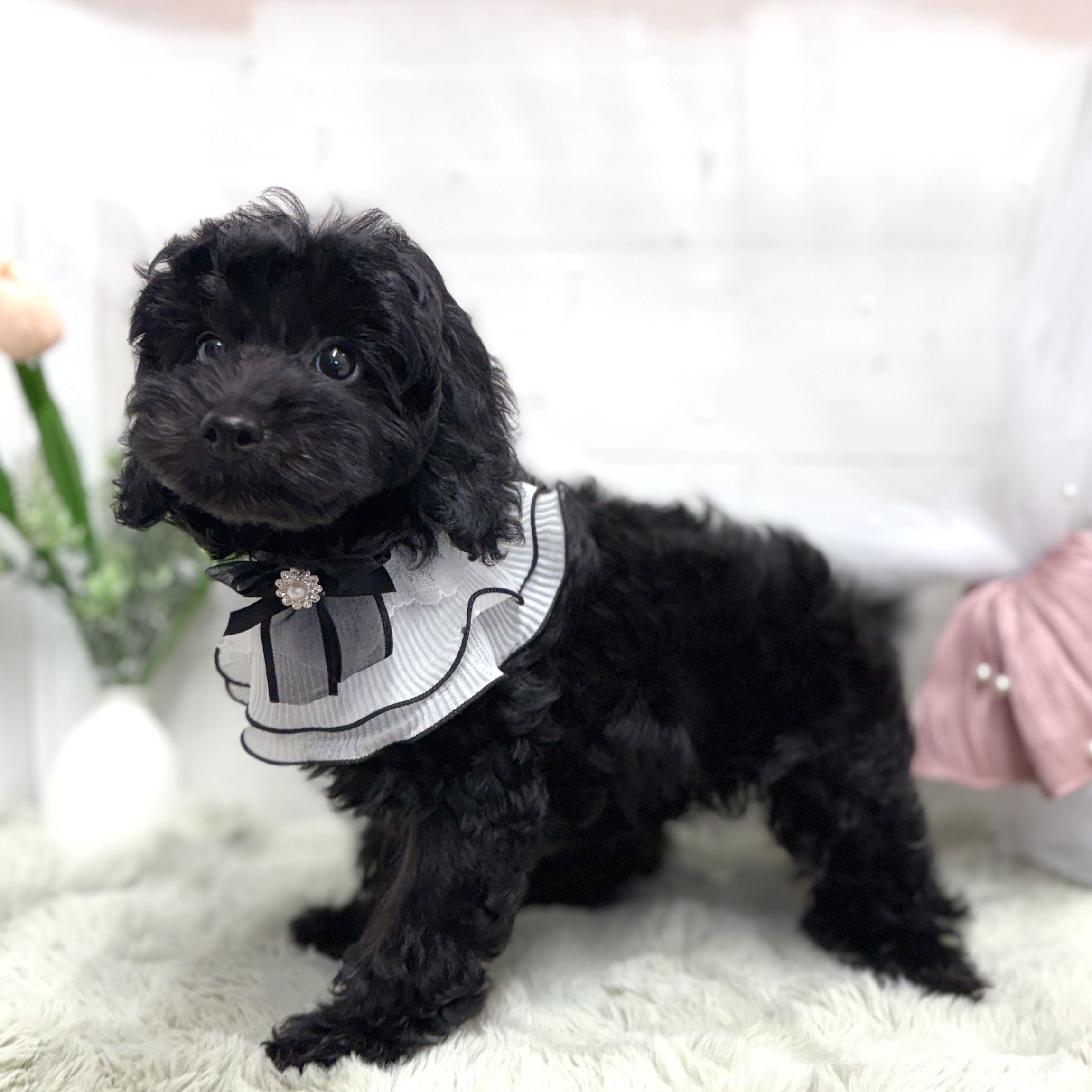 神奈川県のトイプードル(トイ) (犬の家＆猫の里相模原店/2026年6月28日生まれ/女の子/ブラック)の子犬の2枚目の画像