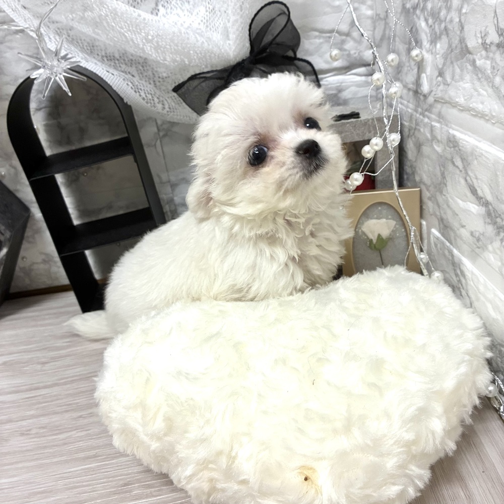 千葉県のチワマル/マルチワ(チワワ×マルチーズ) (犬の家＆猫の里ワンズモール稲毛店/2026年6月29日生まれ/女の子/ホワイト)の子犬の2枚目の画像