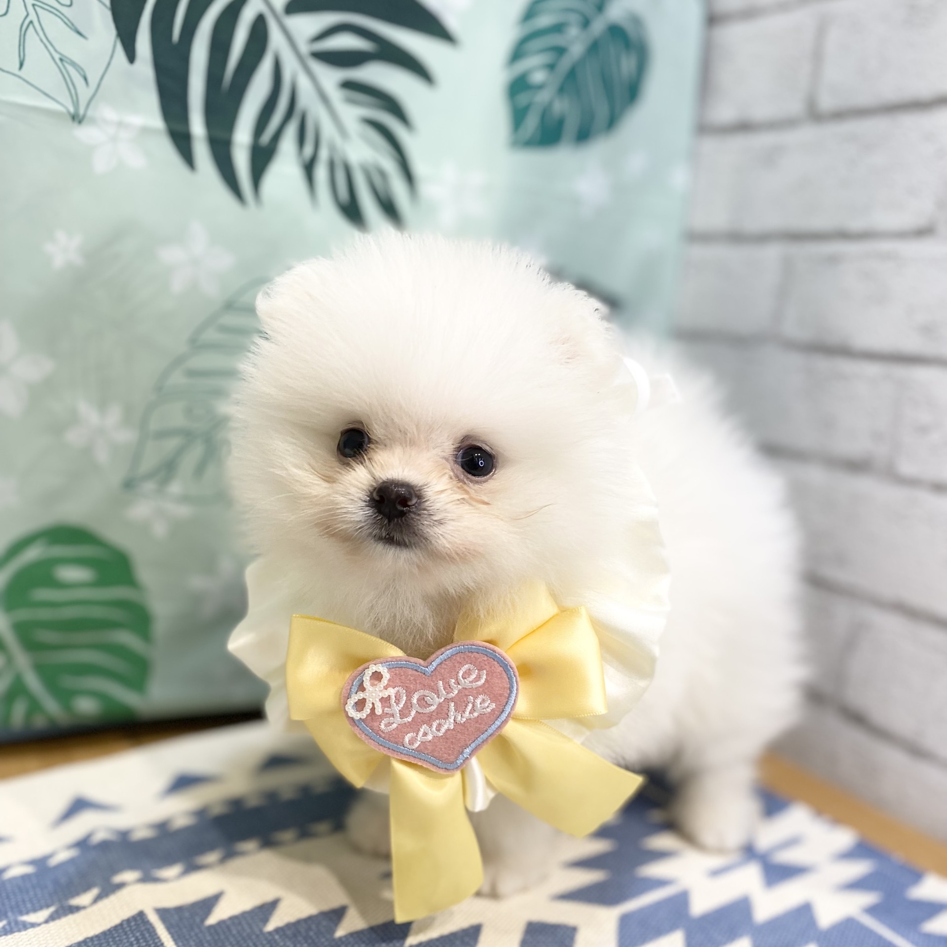 長野県のポメラニアン (犬の家＆猫の里カインズ梓川店/2026年6月30日生まれ/女の子/ホワイト)の子犬の1枚目の画像