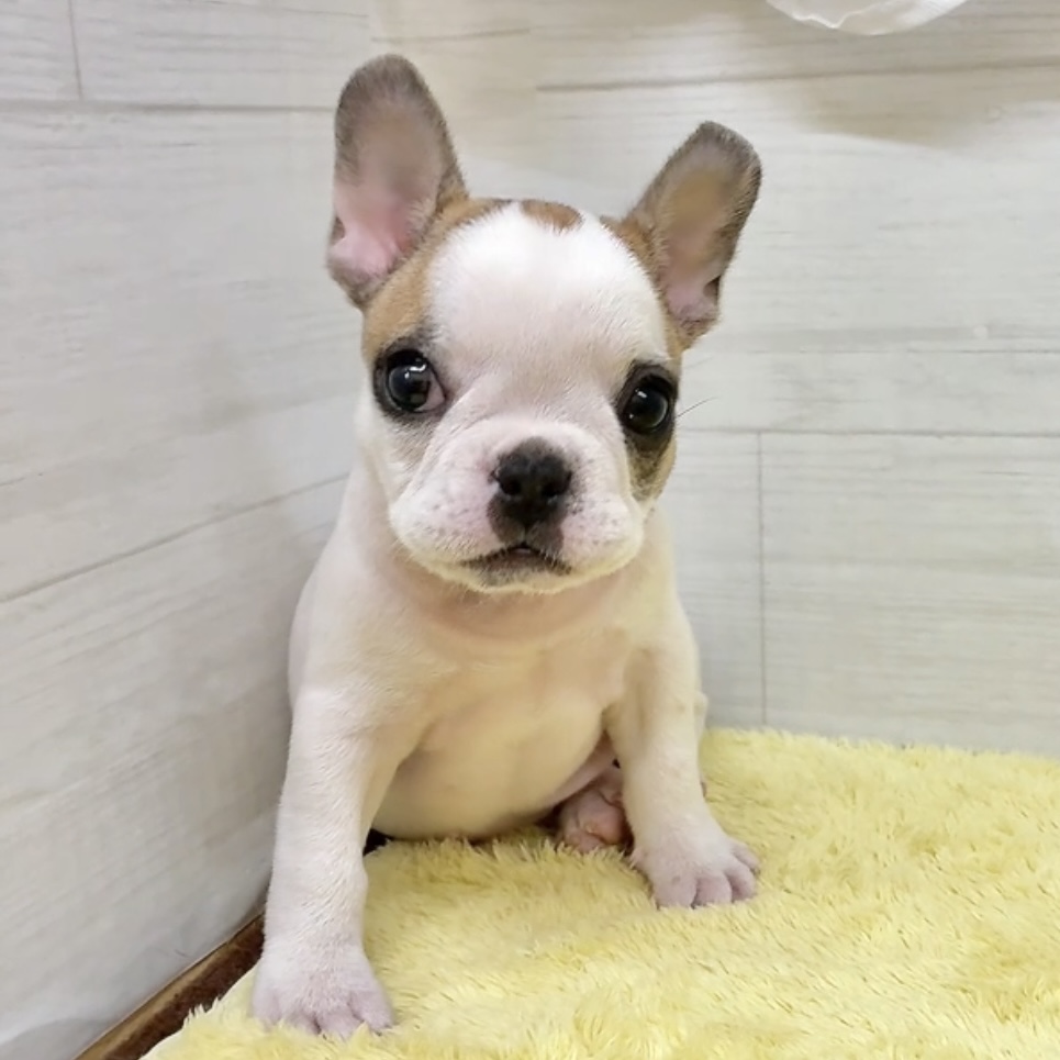 愛知県のフレンチブルドッグ (犬の家＆猫の里碧南店/2026年6月27日生まれ/女の子/フォーンホワイト)の子犬の2枚目の画像