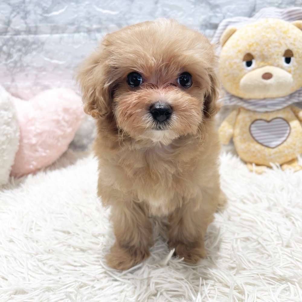 愛知県のマルプー(マルチーズ×プードル) (犬の家＆猫の里MiO香久山店/2026年7月1日生まれ/男の子/アプリコットホワイト)の子犬の2枚目の画像
