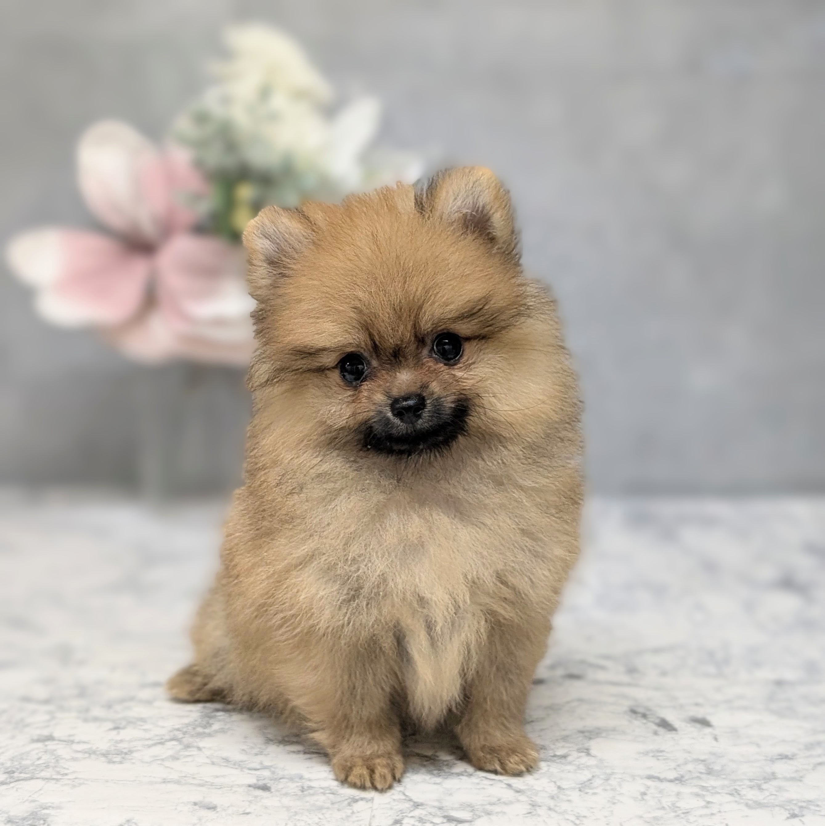愛知県のポメラニアン (犬の家＆猫の里安城店/2026年6月29日生まれ/女の子/オレンジ)の子犬の1枚目の画像