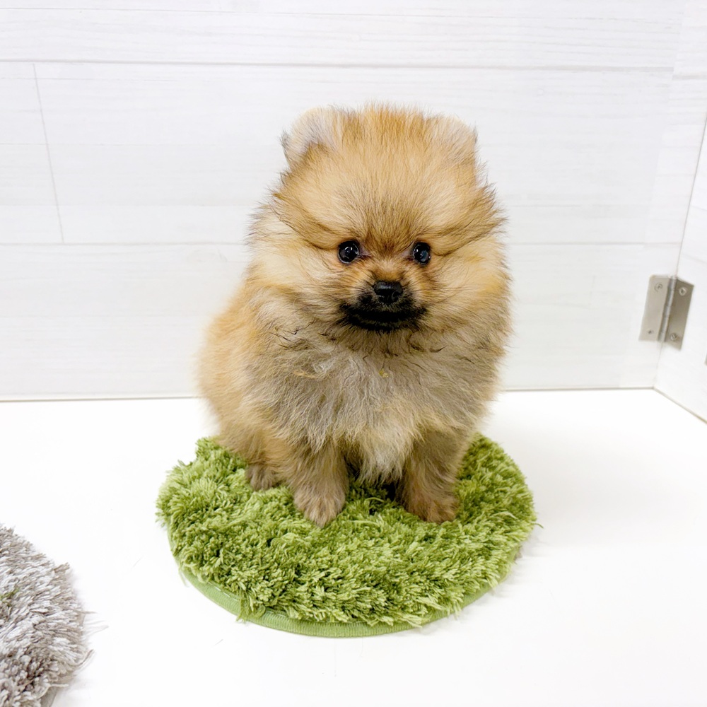 石川県のポメラニアン (犬の家＆猫の里アミーゴ金沢おこばた店/2026年6月29日生まれ/男の子/オレンジ)の子犬の2枚目の画像