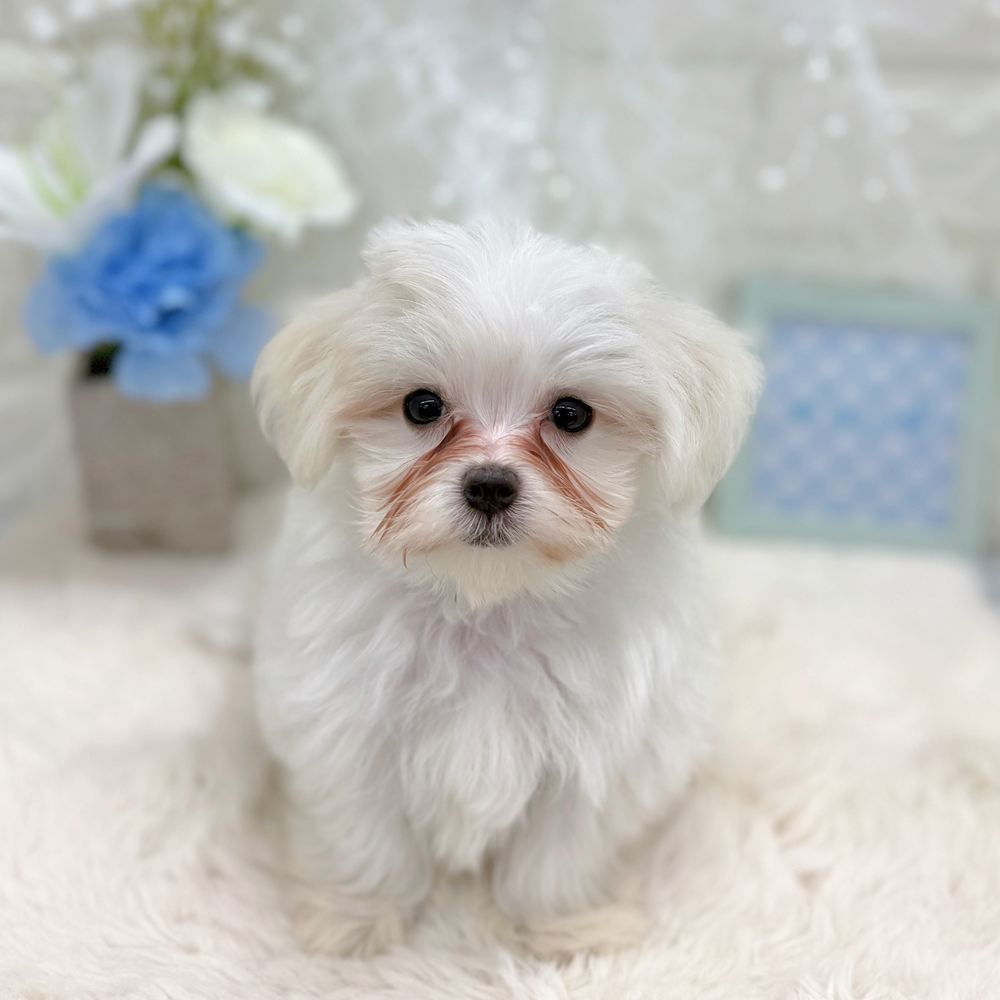 福井県のマルチーズ (犬の家＆猫の里アミーゴ福井大和田店/2026年6月30日生まれ/男の子/ホワイト)の子犬の2枚目の画像