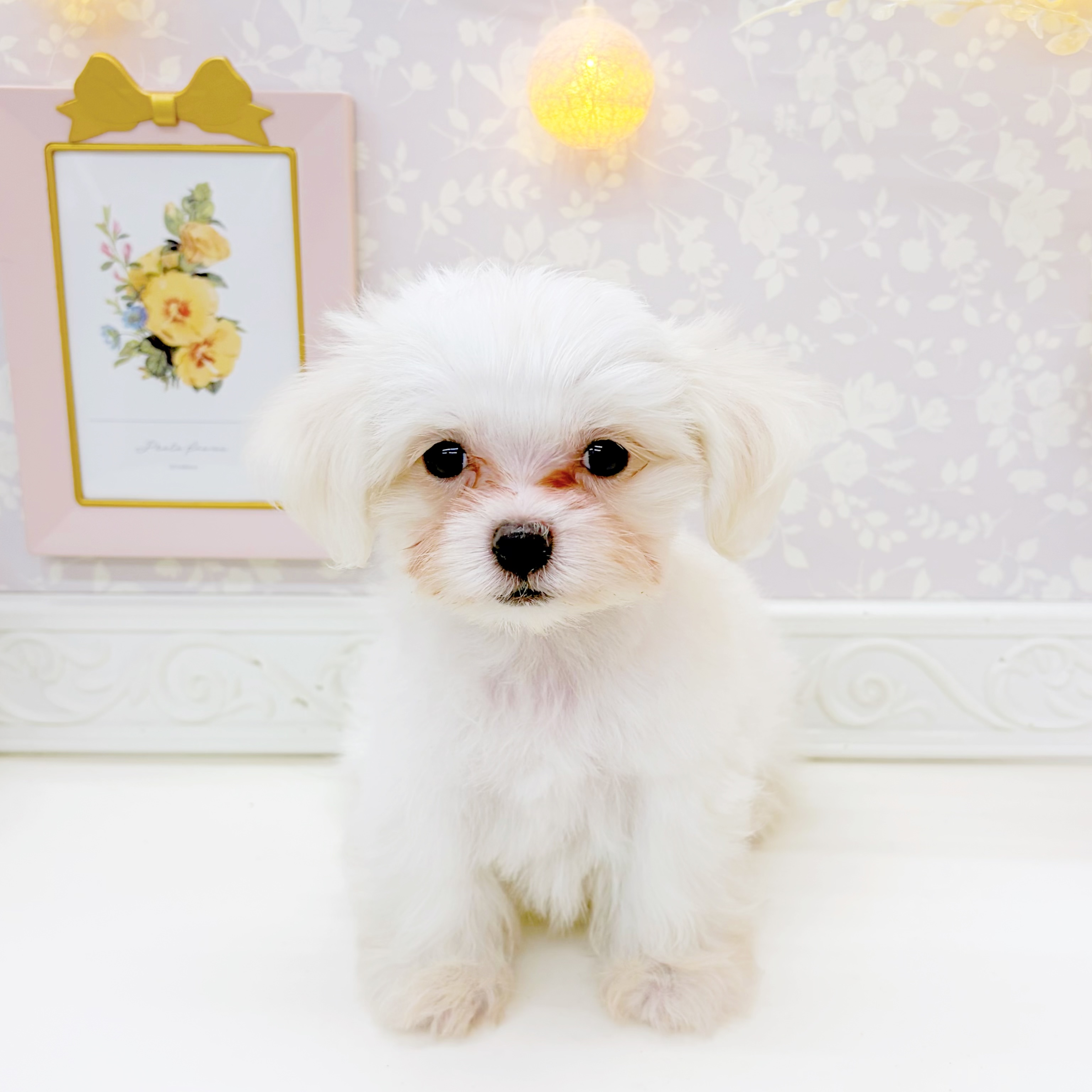 ☆受付☆マルチーズ① ホワイト(白系)のマルチーズの子犬一覧 | ペットショップ 犬の家&猫の