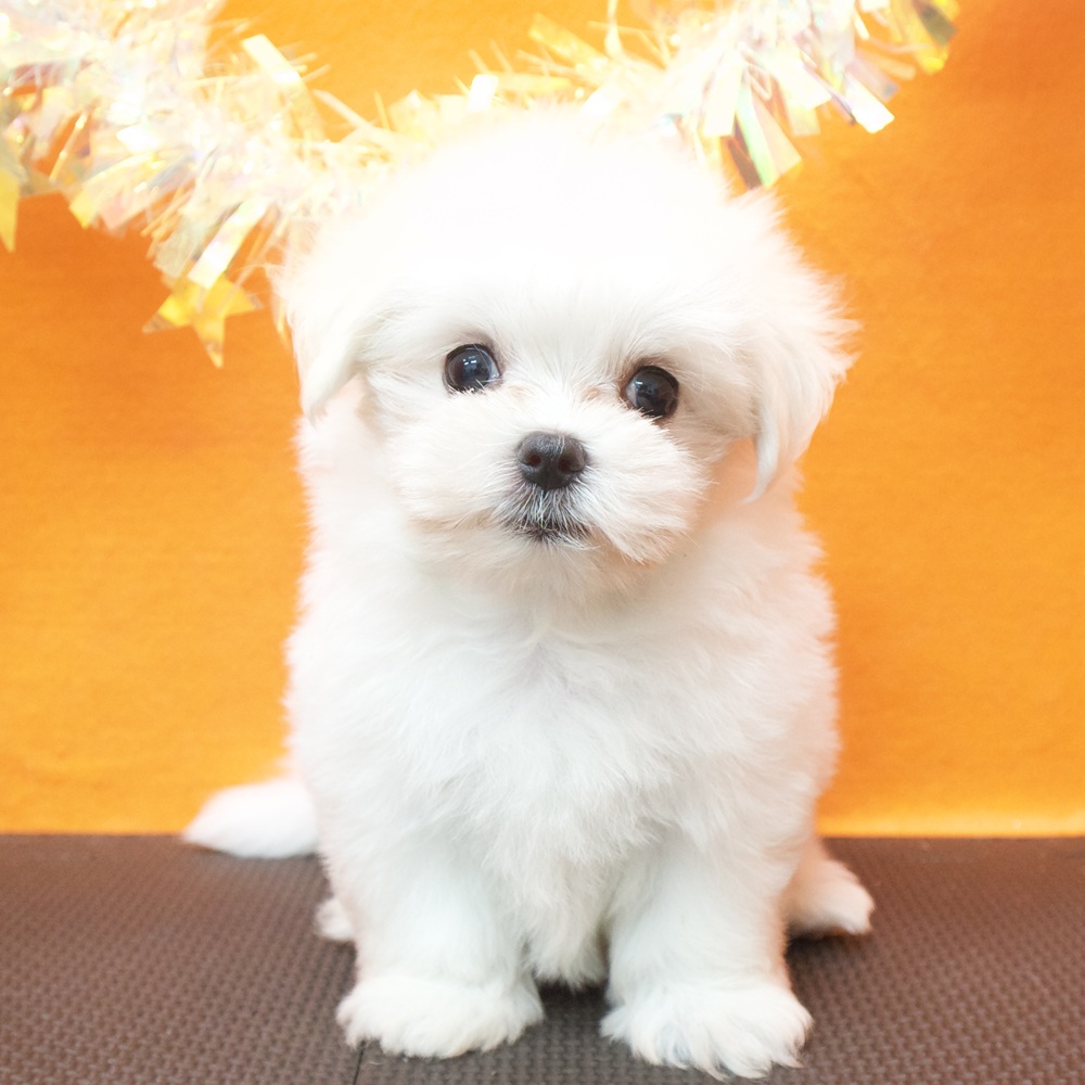 大阪府のマルチーズ (犬の家＆猫の里吹田店/2026年6月30日生まれ/男の子/ホワイト)の子犬の2枚目の画像