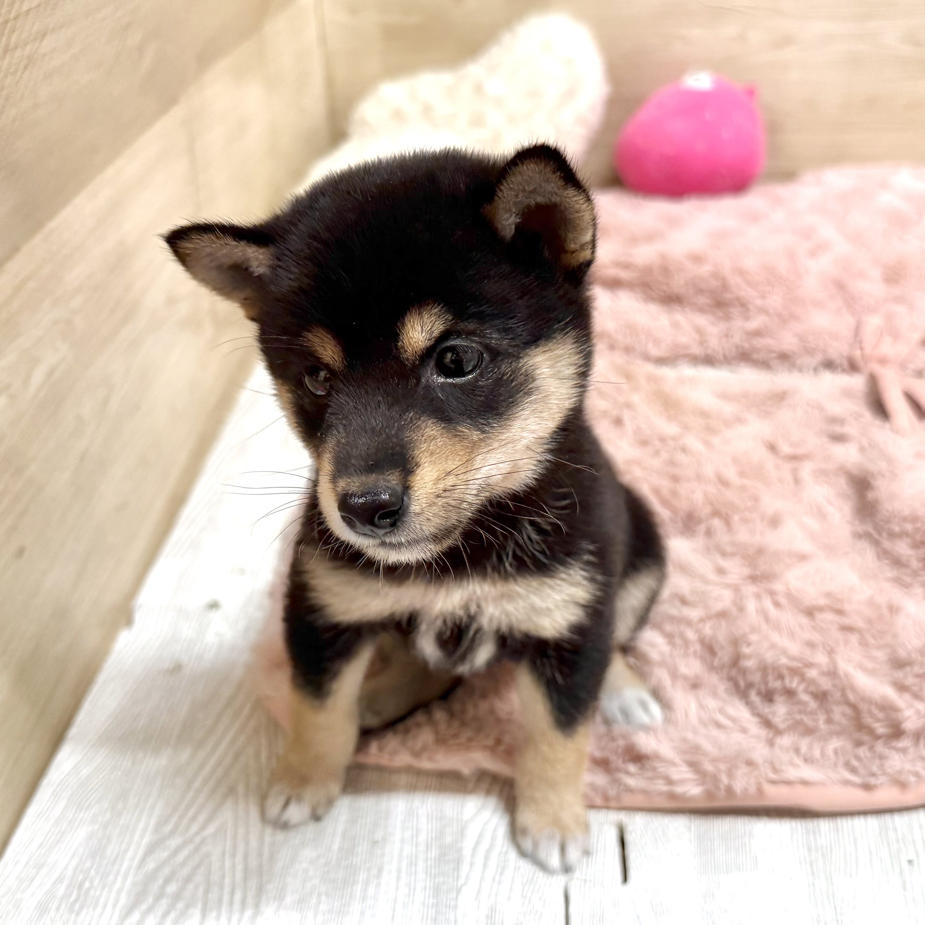 大阪府の豆柴 (犬の家＆猫の里そよら東岸和田店/2026年6月22日生まれ/女の子/黒)の子犬の2枚目の画像